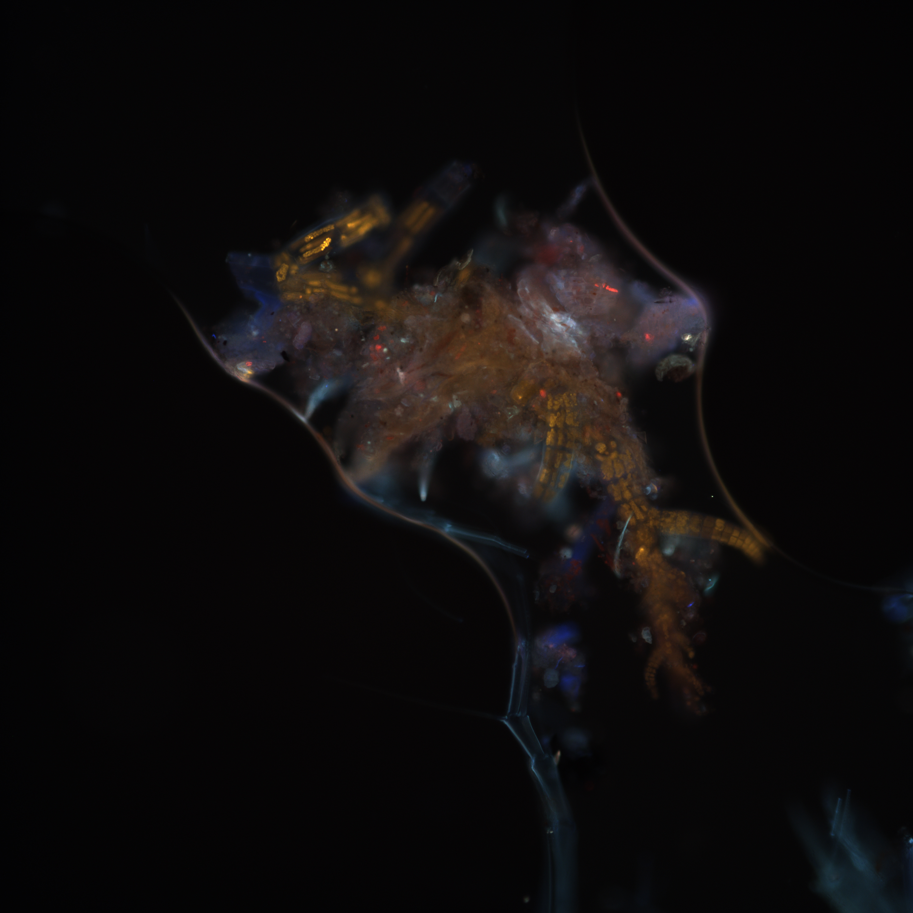 NaN%2Foctopi__0008_0_73894.jpg?alt=media&token=8d2408aa-8e58-40ce-ba89-f4b260420e8c