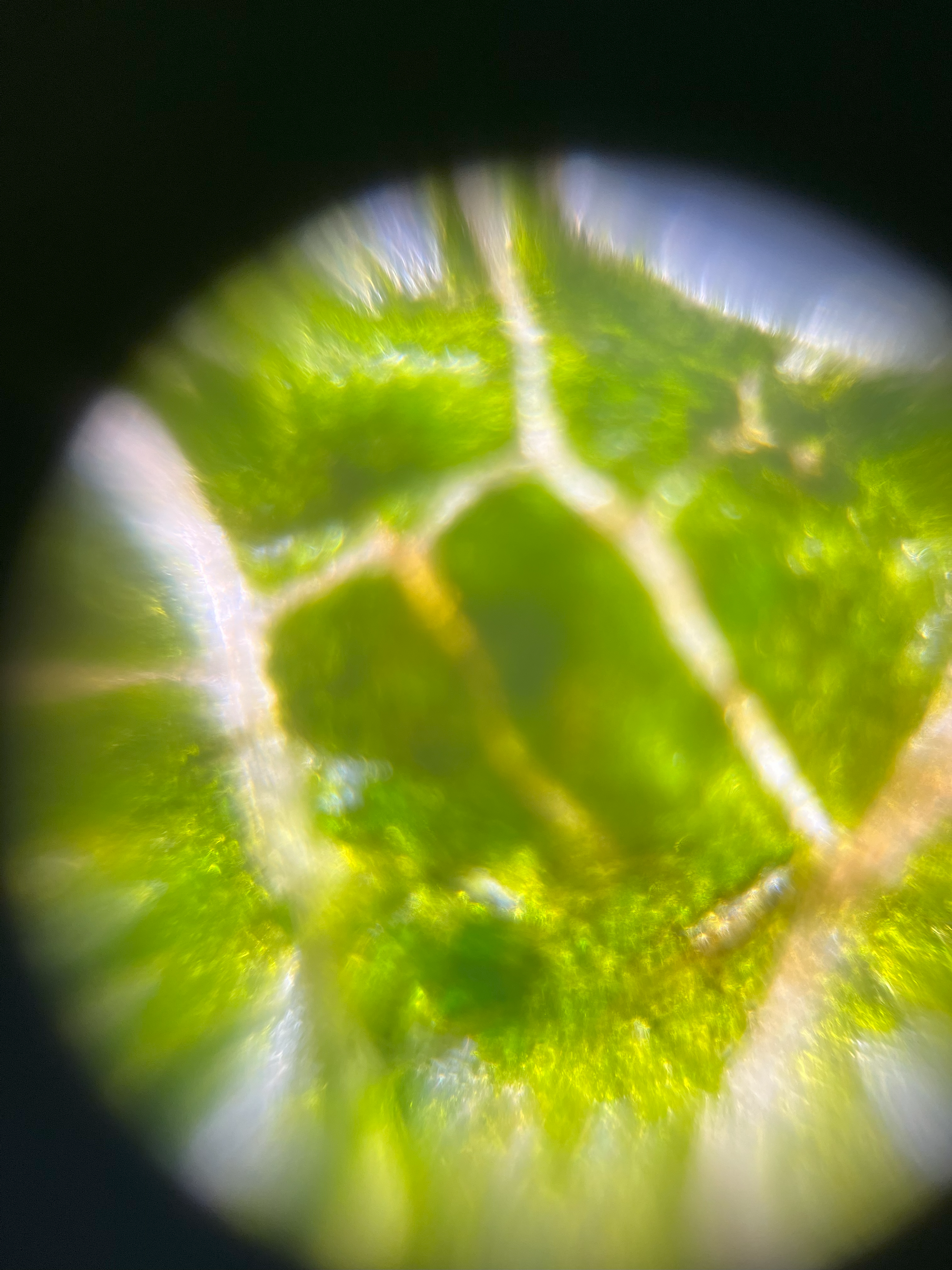 NaN%2Fpear_leaf_140x.png?alt=media&token=f8fc0194-b8c3-443e-971d-2d8b2f2def3a