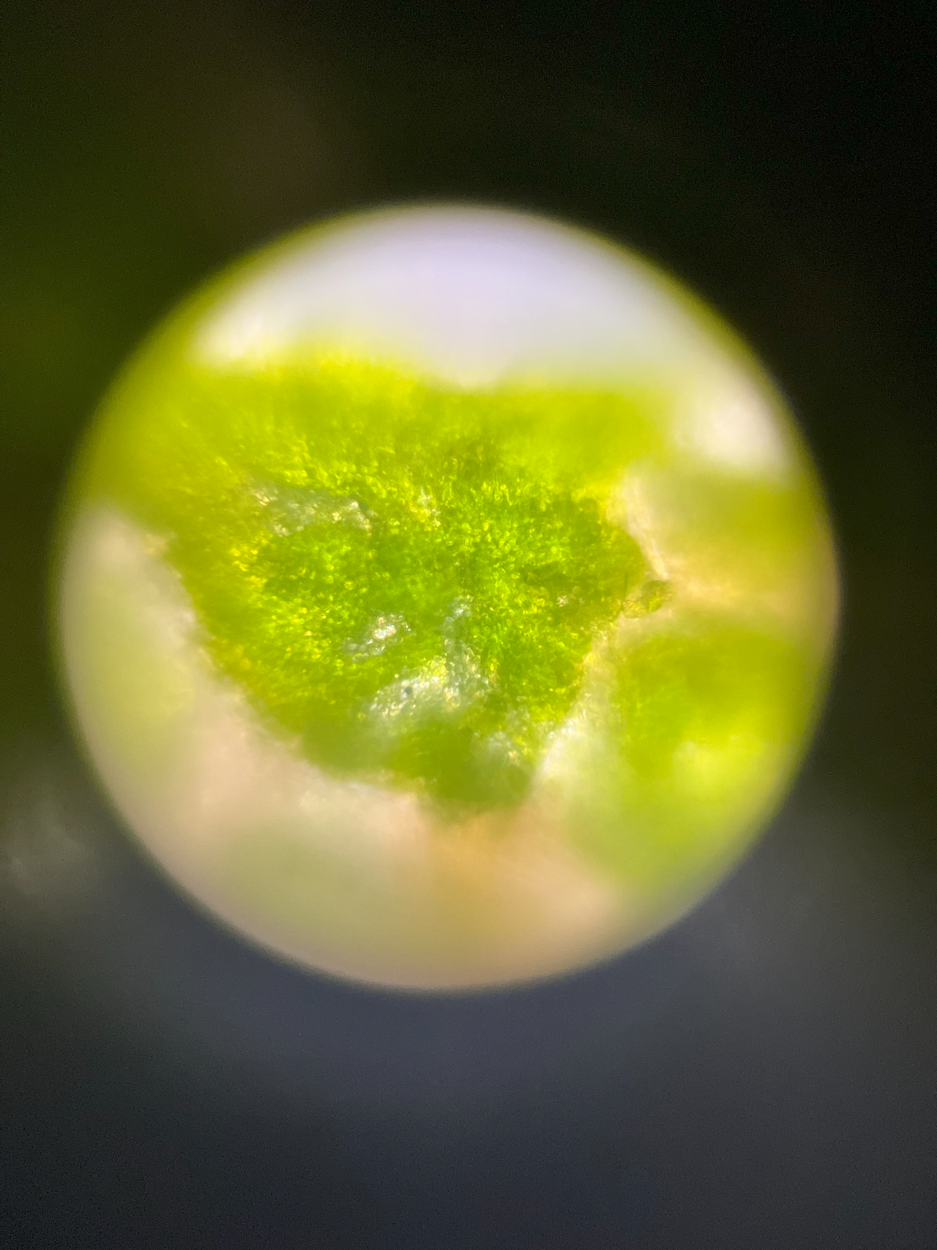 NaN%2Fpear_leaf_340x.png?alt=media&token=1cf95cf4-f58f-4e20-9a4c-364141b4f198