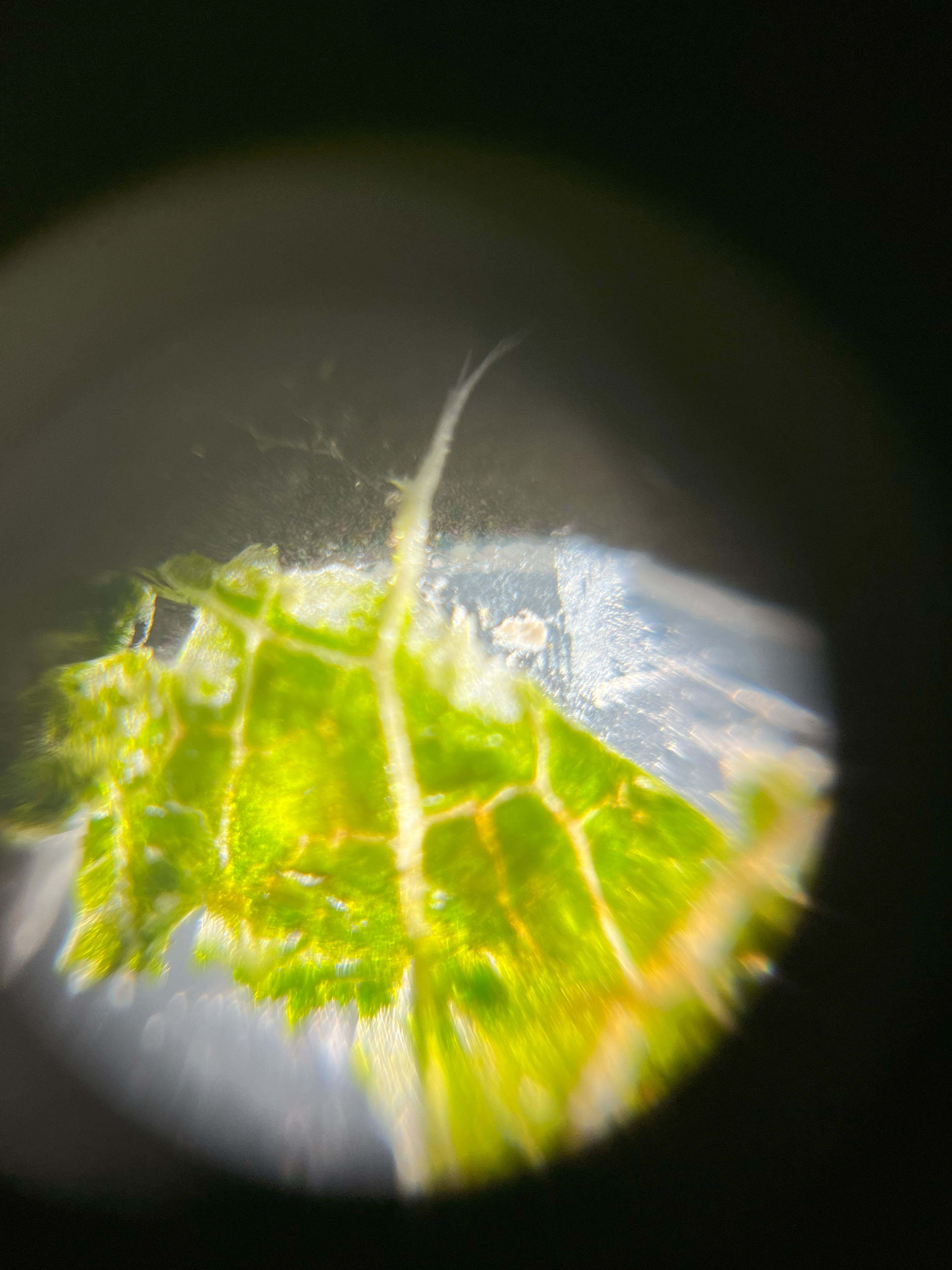 NaN%2Fpear_leaf_50x.png?alt=media&token=ceba81cb-eb61-451a-a838-db72ef813beb