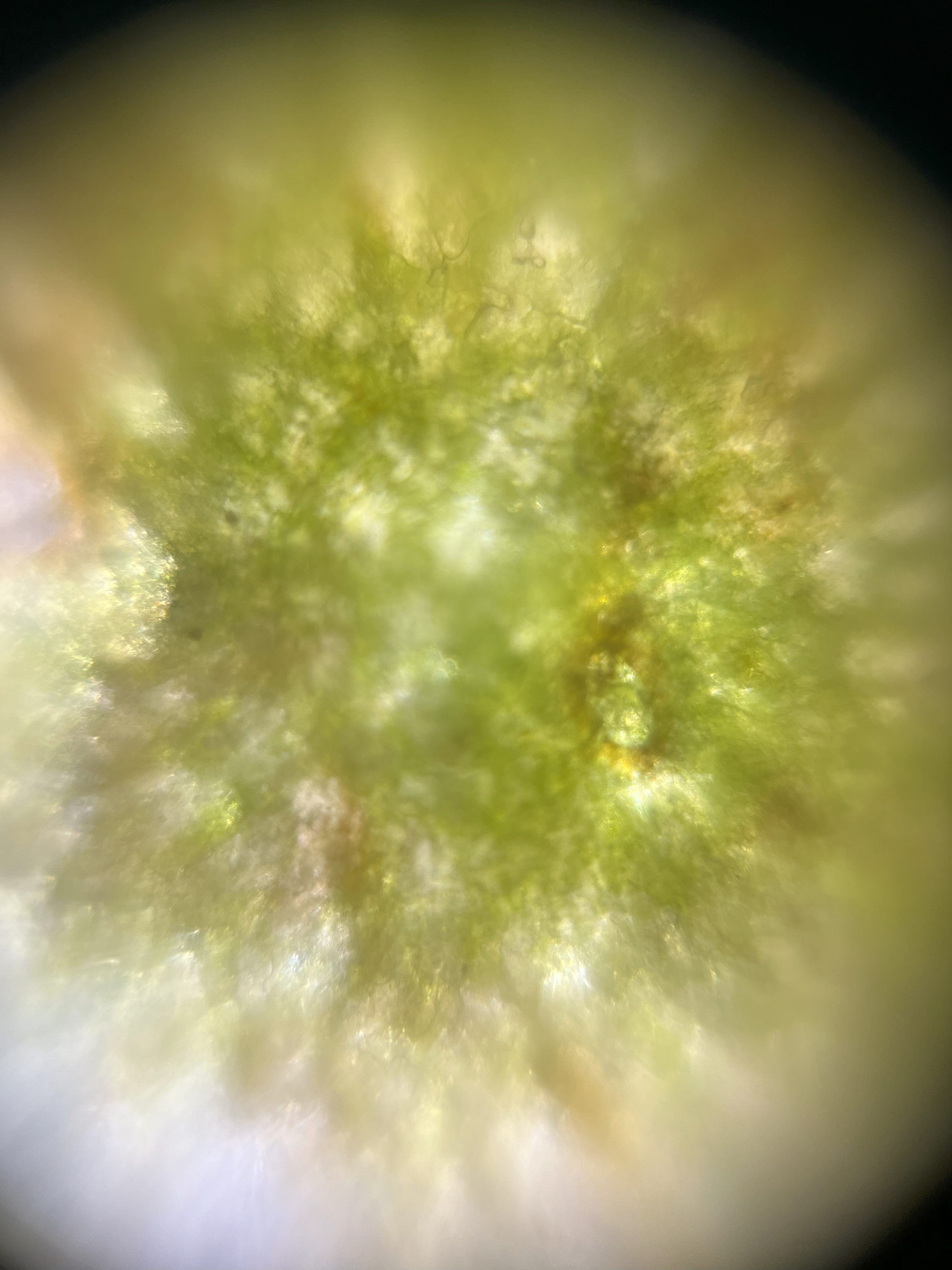 NaN%2Fpear_skin_140x.png?alt=media&token=855fc8e6-6b7b-41b1-8b2c-22311fcb0566