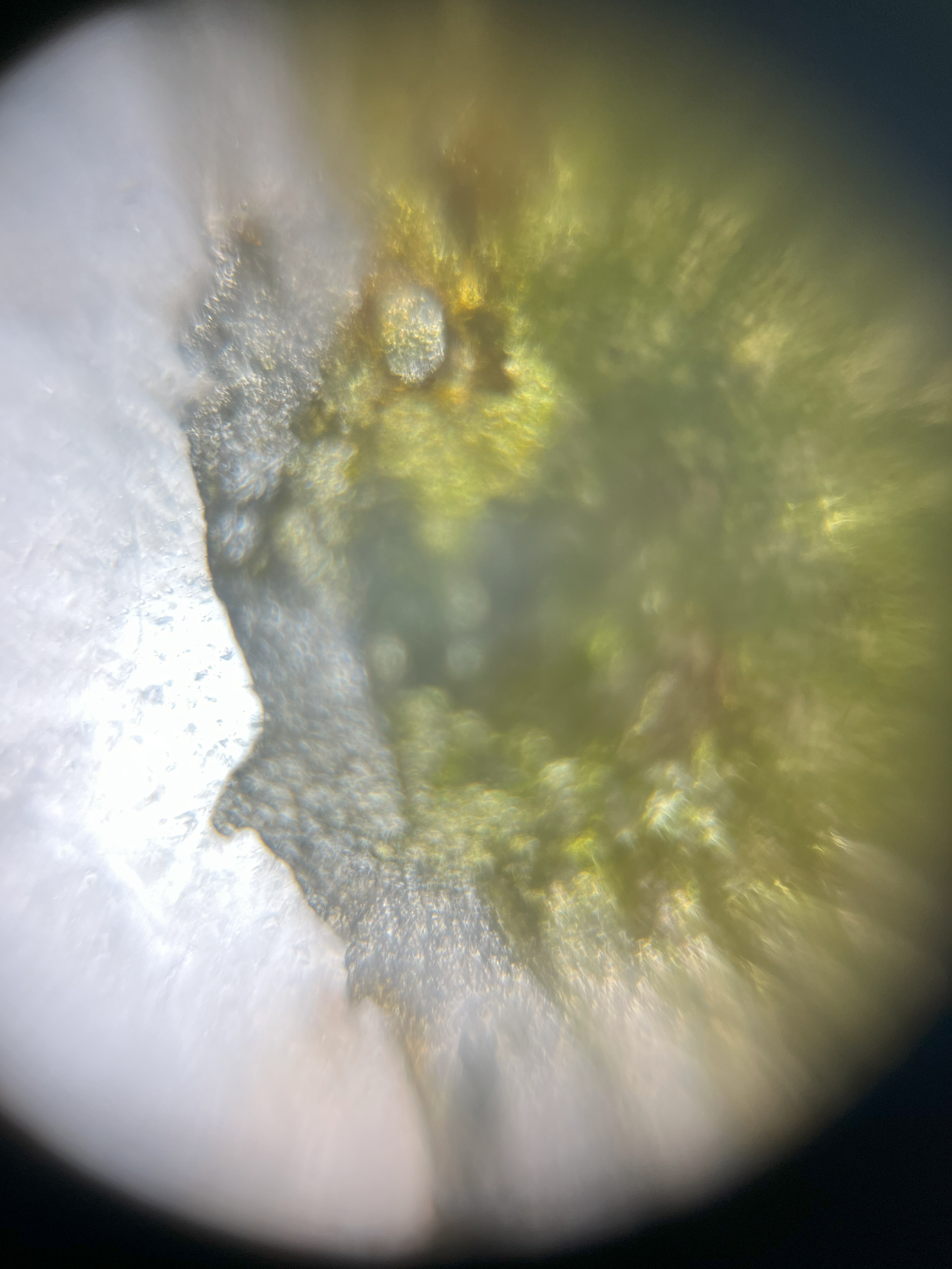 NaN%2Fpear_skin_50x.png?alt=media&token=260c3344-67b5-4c1d-8822-36202af7a997