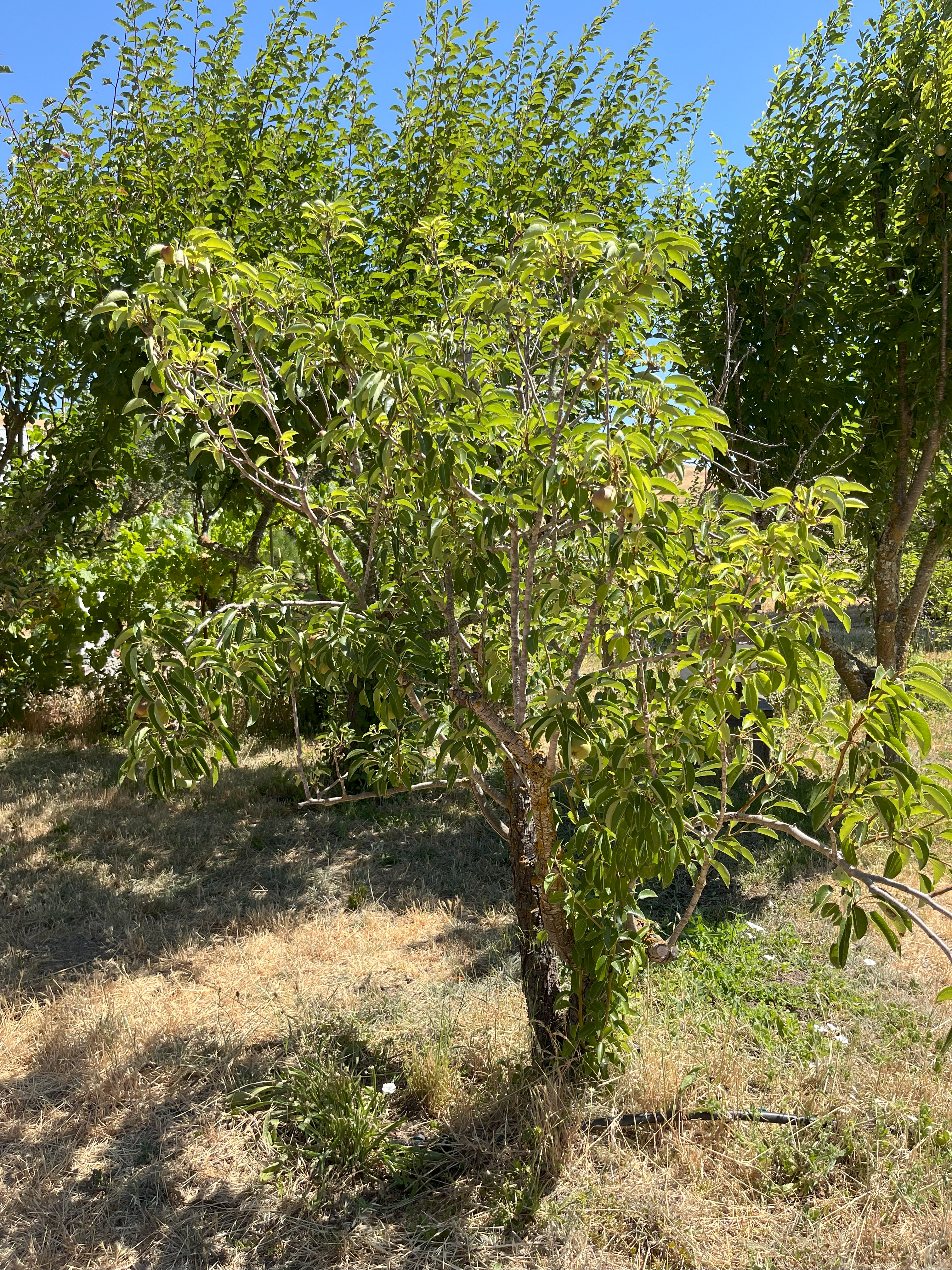 NaN%2Fpear_tree.png?alt=media&token=d8e04bf1-e1c4-43e0-8670-38ebd8ed8f4c