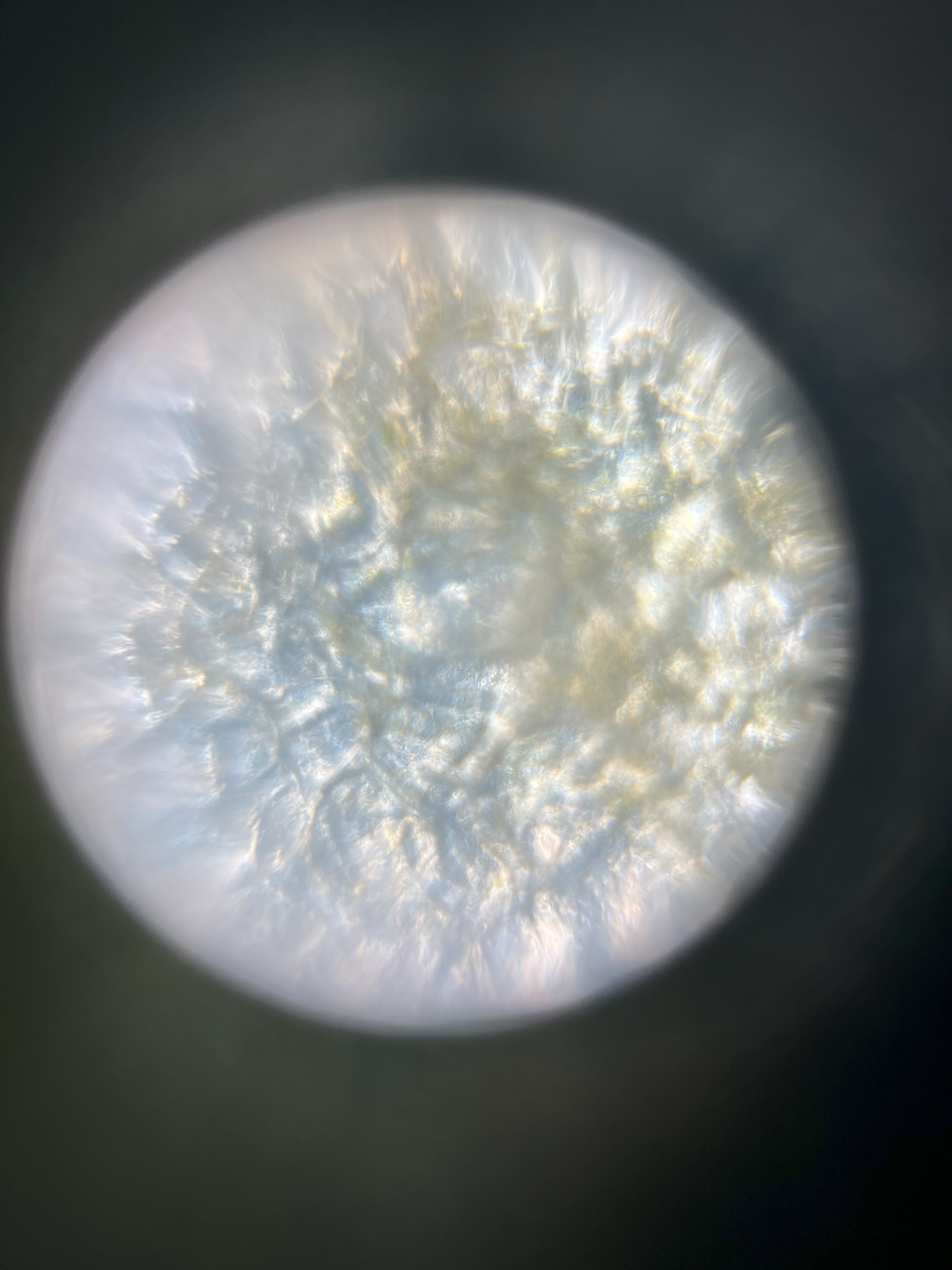 NaN%2Fplum_skin_340x.png?alt=media&token=87569e18-b9dc-4b0e-8d26-0e0ff55f324b