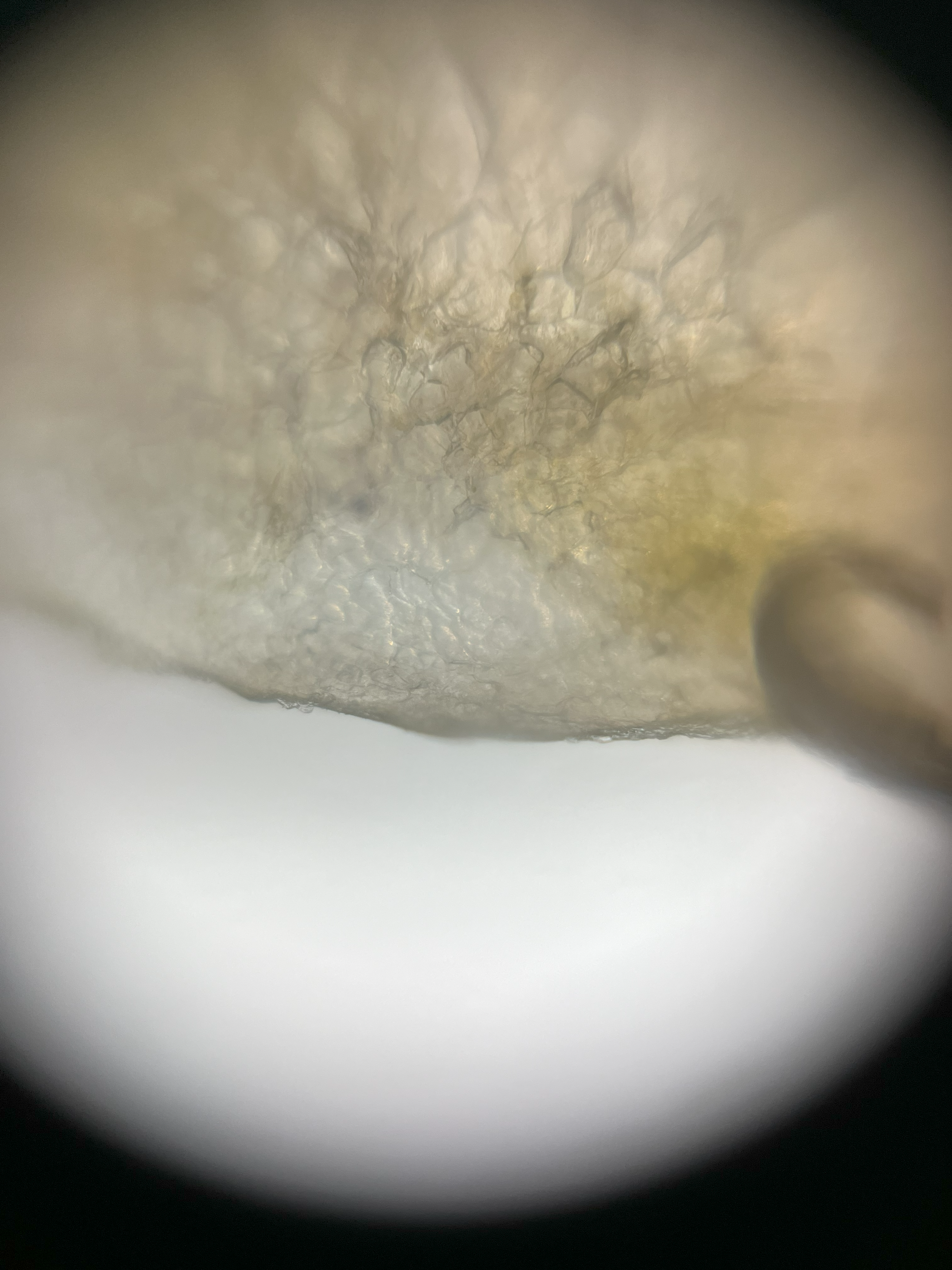 NaN%2Fplum_skin_50x.png?alt=media&token=82a9e119-c974-4795-a92c-9a71b7a5edde