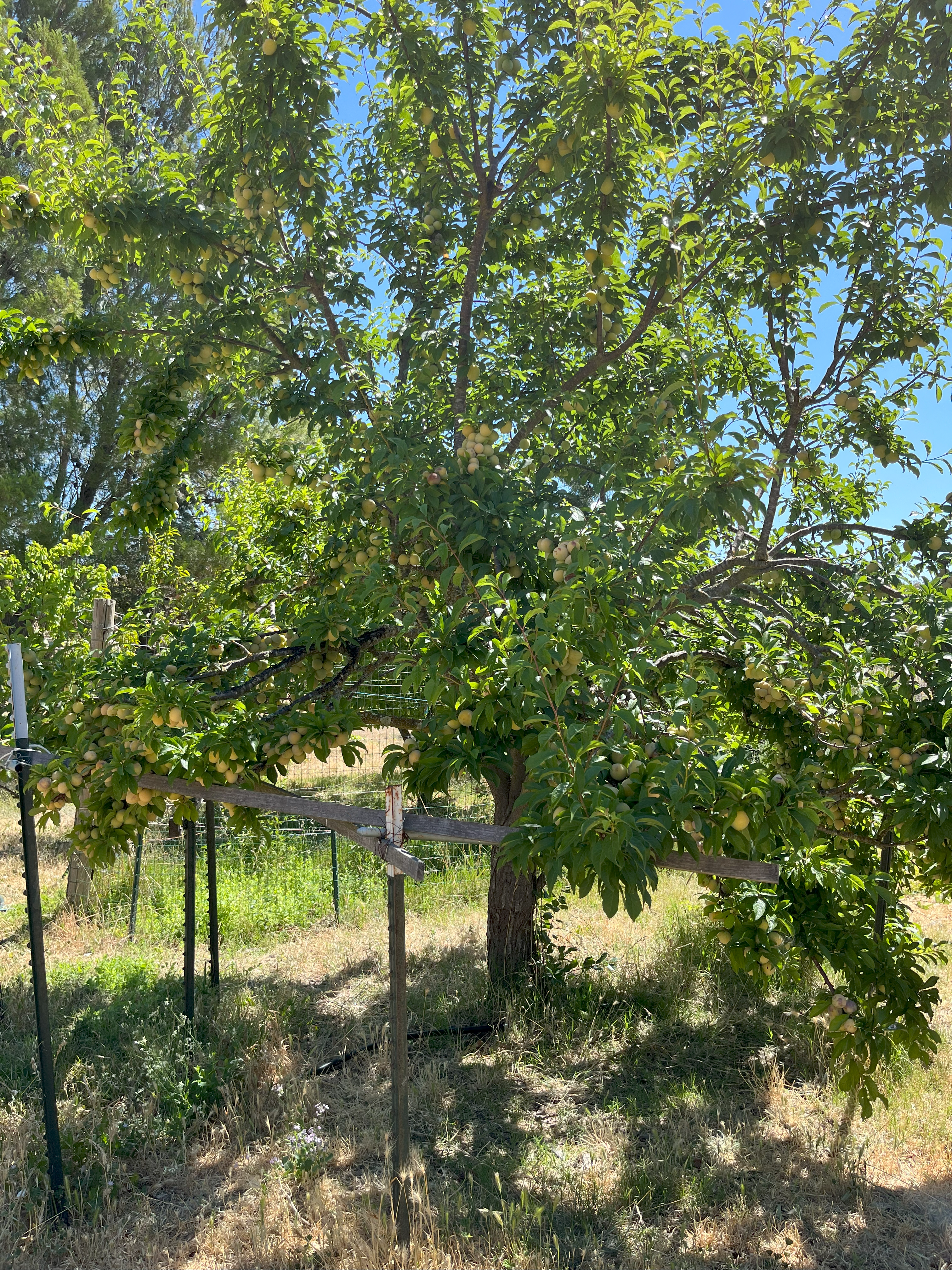 NaN%2Fplum_tree.png?alt=media&token=9aa5d70e-c33b-42ff-b493-caf53e20f226