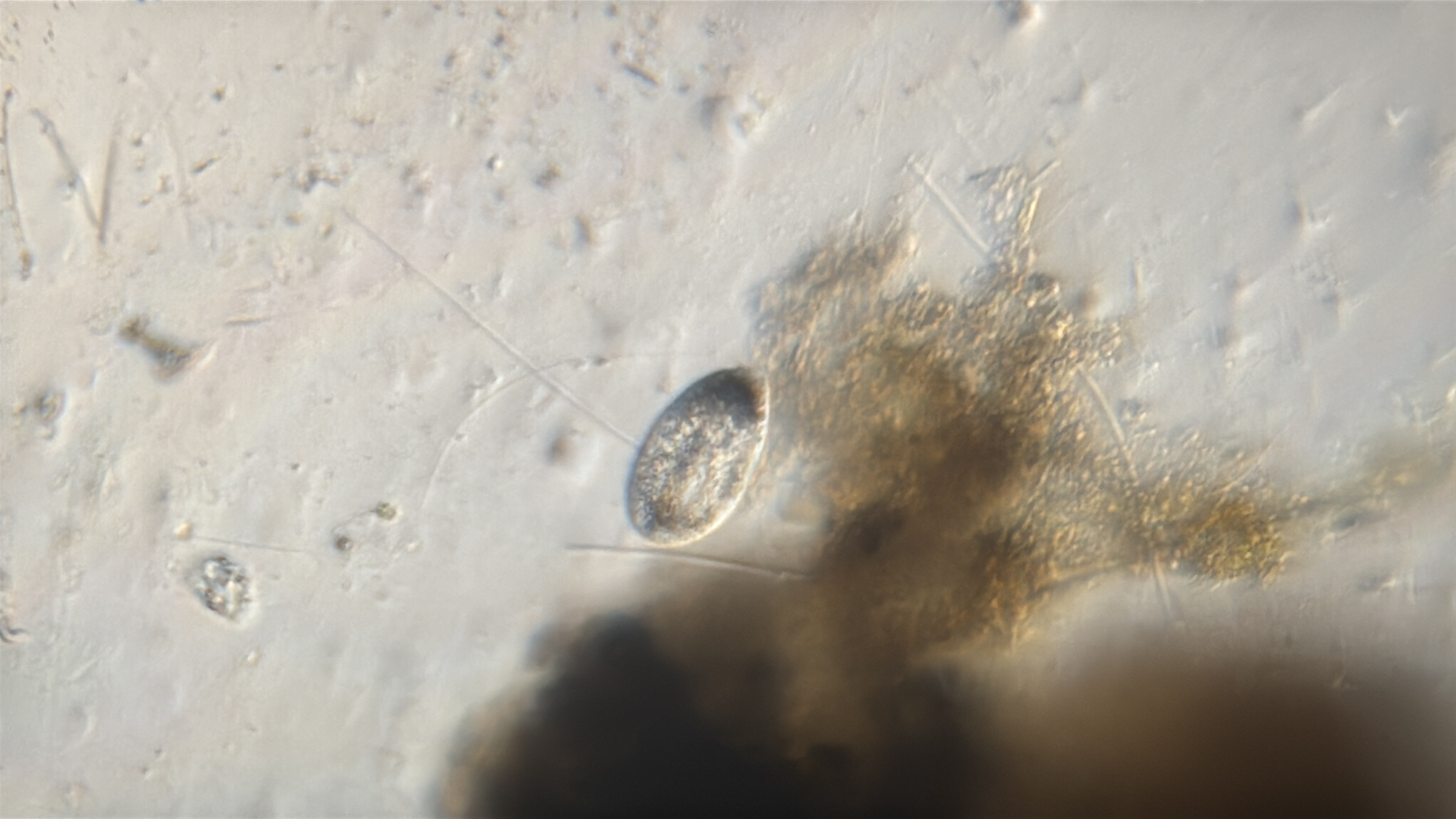 images%2F10462%2Ft2ZOnbzVGXCuc0hpOXbd%2F9e69c699-0945-43d8-b6ae-96eb00cb5e66.jpg?alt=media&token=10b40672-3ae9-4d21-88c4-a4325bac43b7