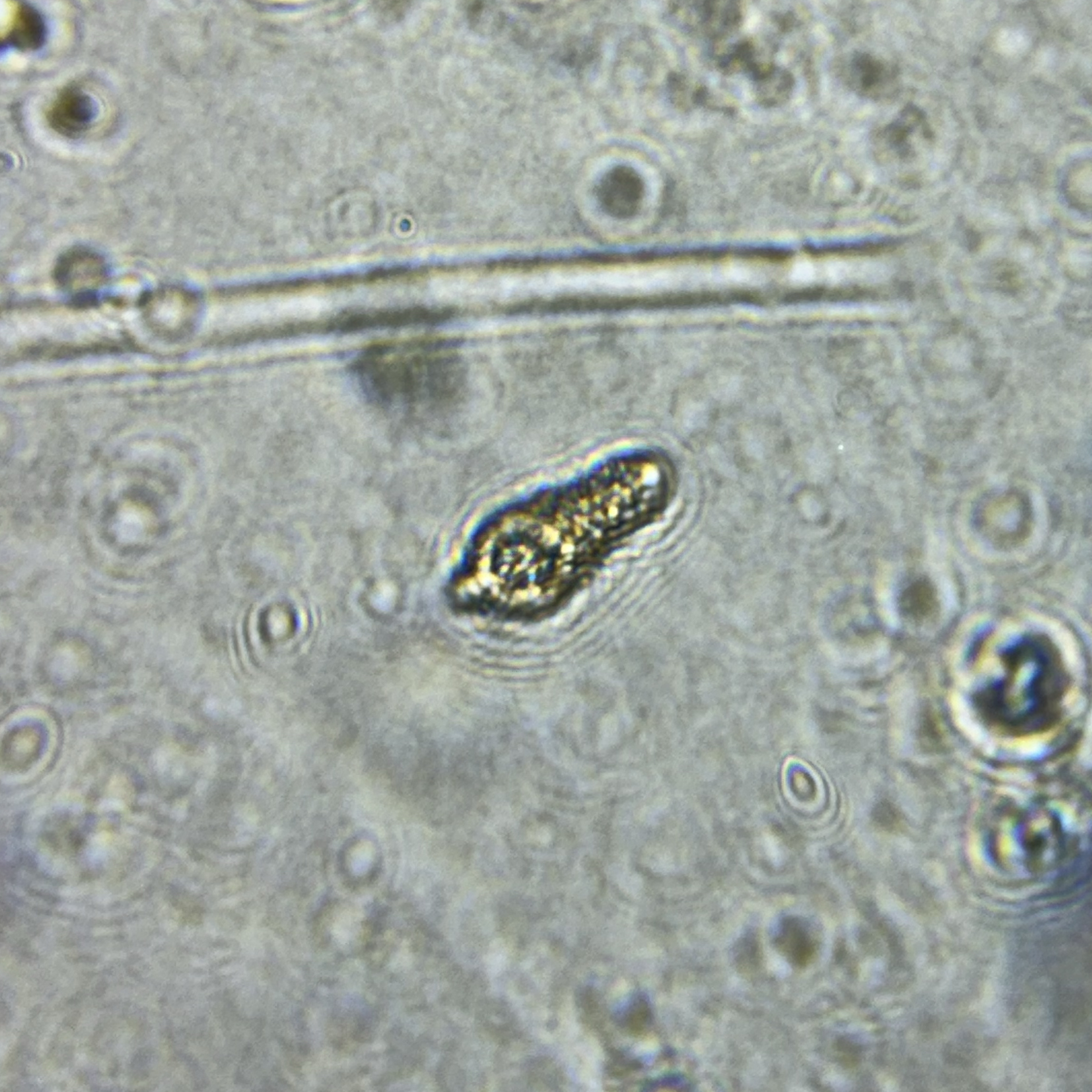 images%2F41701003-7c8d-4345-90c2-fea1c24b3f9f%2F088b85d4-8762-4815-b8a9-72c04c0ce8e7.jpg?alt=media&token=db9f91c2-22a0-4ad8-8d4e-b23193d81ab7