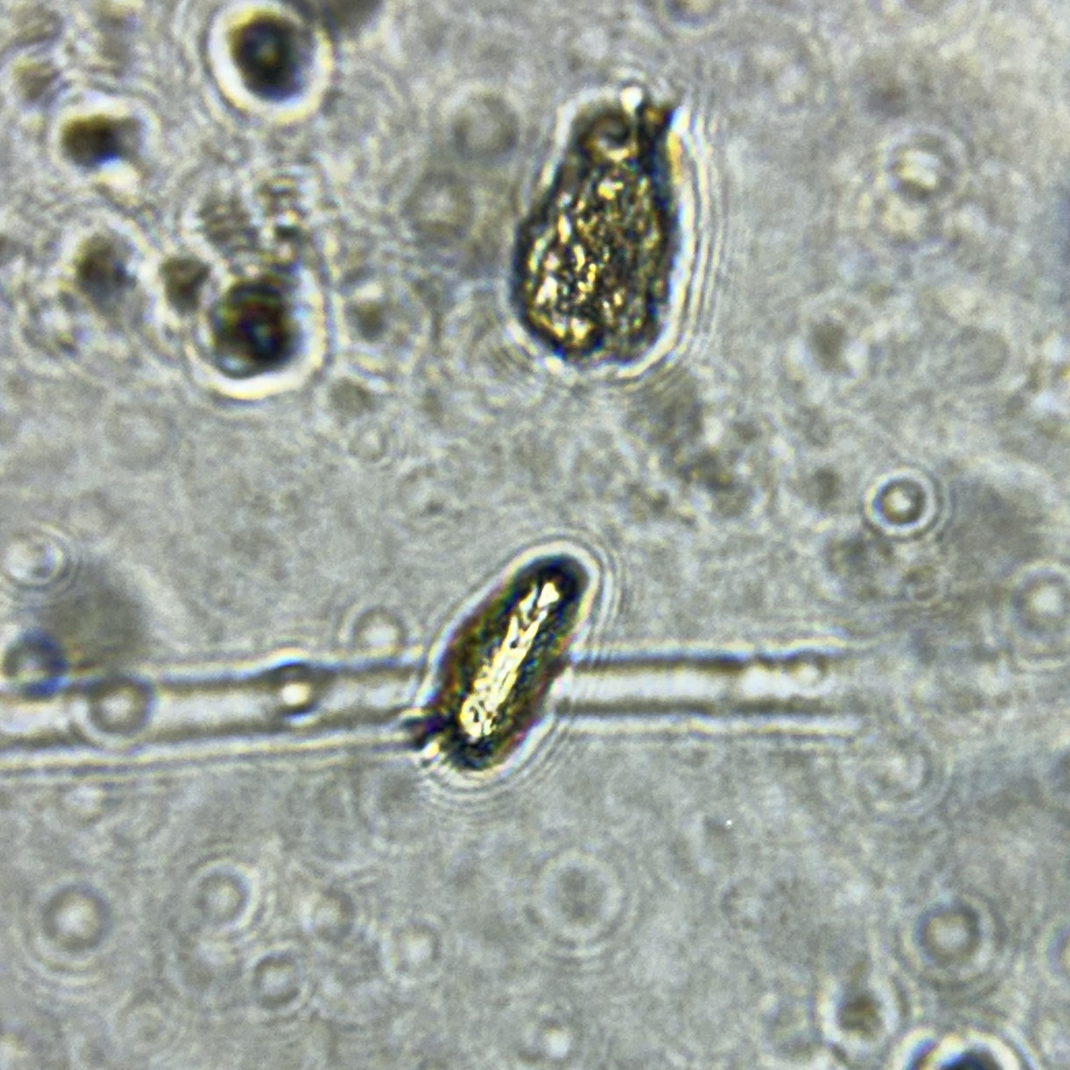 images%2F41701003-7c8d-4345-90c2-fea1c24b3f9f%2F45005514-8700-4f3f-8569-328999abfa05.jpg?alt=media&token=93ad9f7c-49c8-44fa-a258-b88ce38f97dc