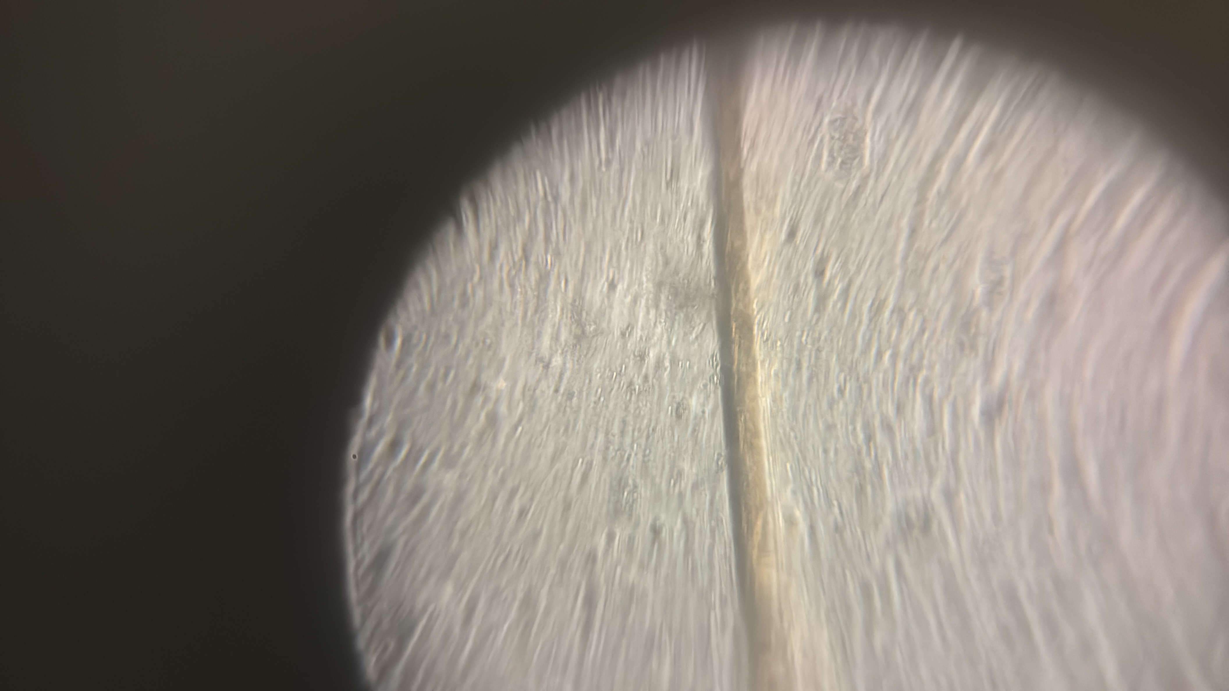 images%2F6BxKonoaUvO9RKjkWn01QqDdLGz1%2FLph3klfgGTLRYKrR5euT%2F6726139c-4640-4089-ba28-c2c80c4d0c55.jpg?alt=media&token=21316e20-e900-43f3-aeea-5a15fba4bdea