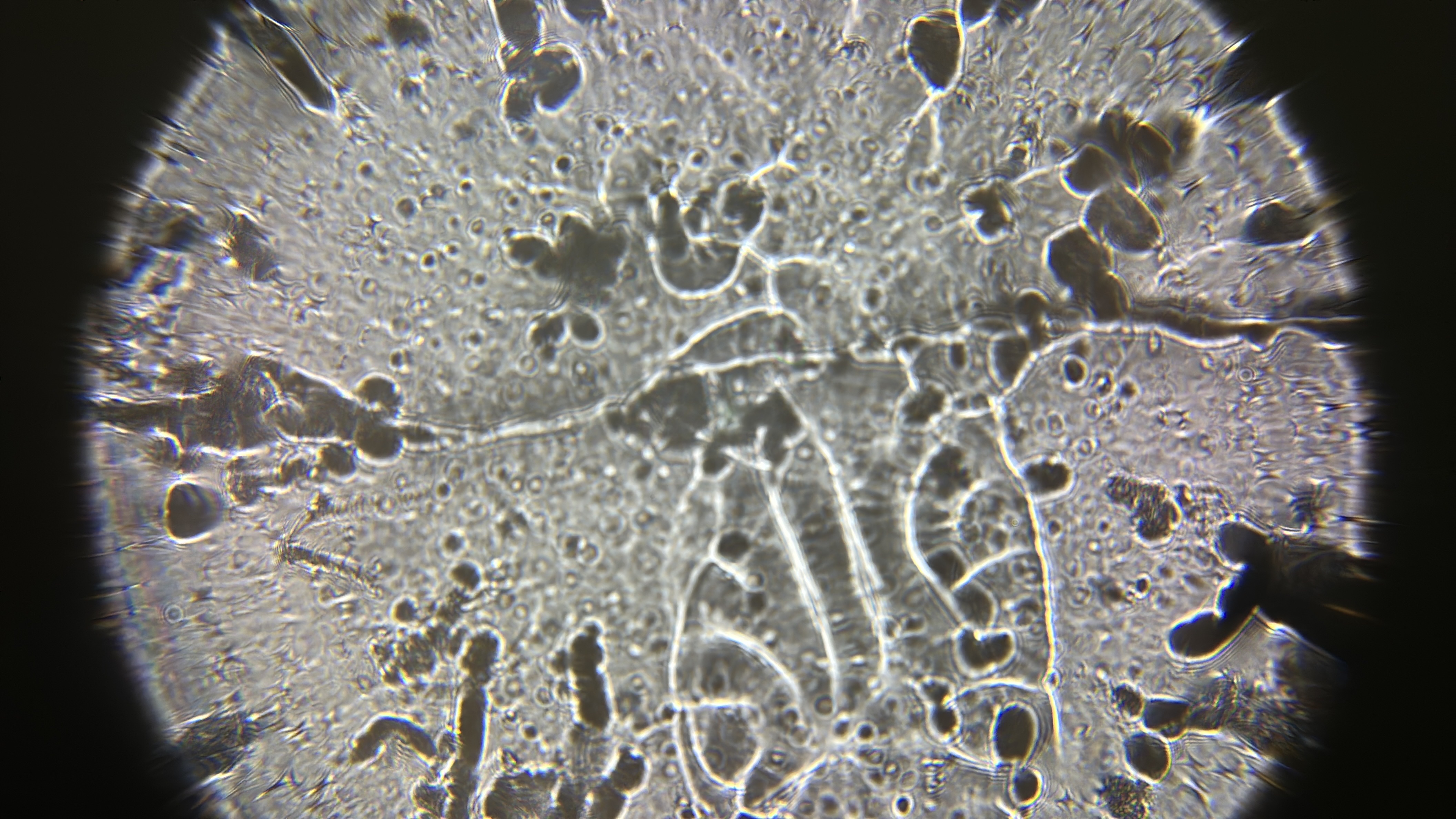 images%2F82DMuHA6KeUb6RJFIaLGF5ZG9Ey2%2F7HJpCV6QhwtaUFZVBU1y%2Fc98ac9fe-9432-4a88-942e-7856cf052b47.jpg?alt=media&token=40bdfe36-fe13-484b-8bf5-f074c32dbcea