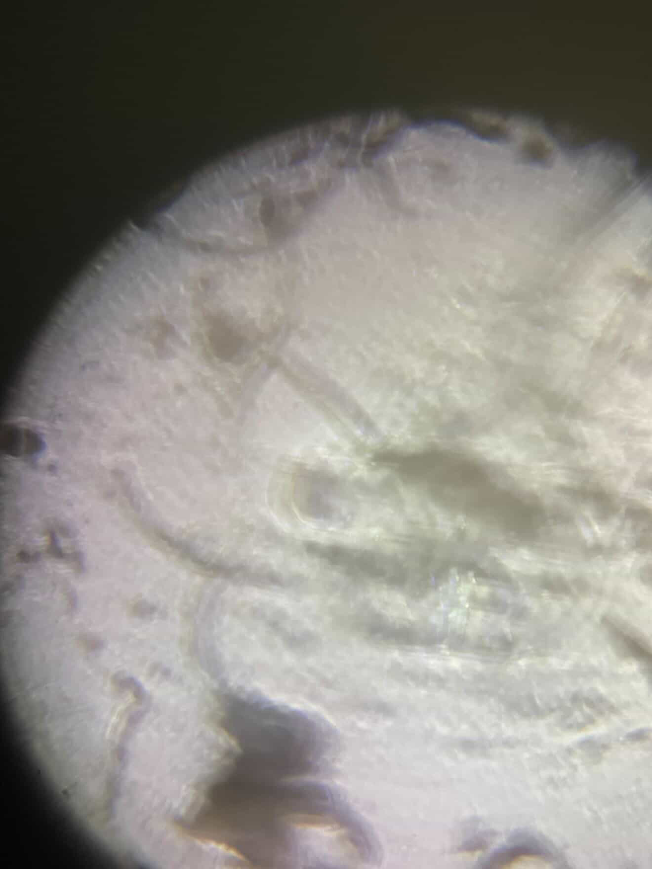 images%2F82DMuHA6KeUb6RJFIaLGF5ZG9Ey2%2FHkBko9dYO31RIspQ1LCl%2F769c547d-563b-426a-80ac-163592866c7a.jpg?alt=media&token=f83296dc-8959-4fdf-b5b9-673c19e6db32