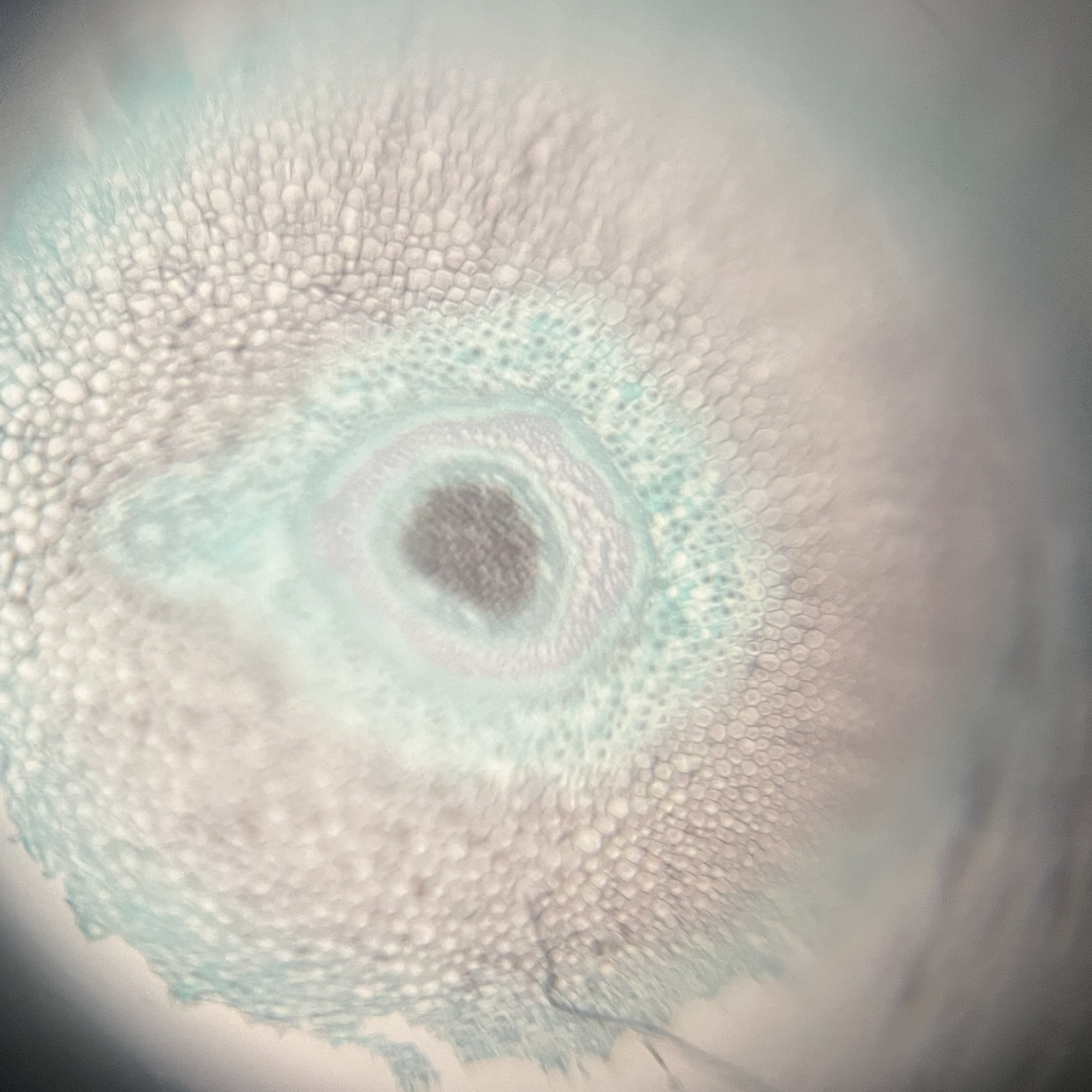 images%2F8e9fb51b-72ca-4963-868c-6d710fd1d4cf%2F07c482b8-b025-4961-888f-76aa42a05b0e.jpg?alt=media&token=062c2f5d-7b61-4b97-9c4e-50926a36813a