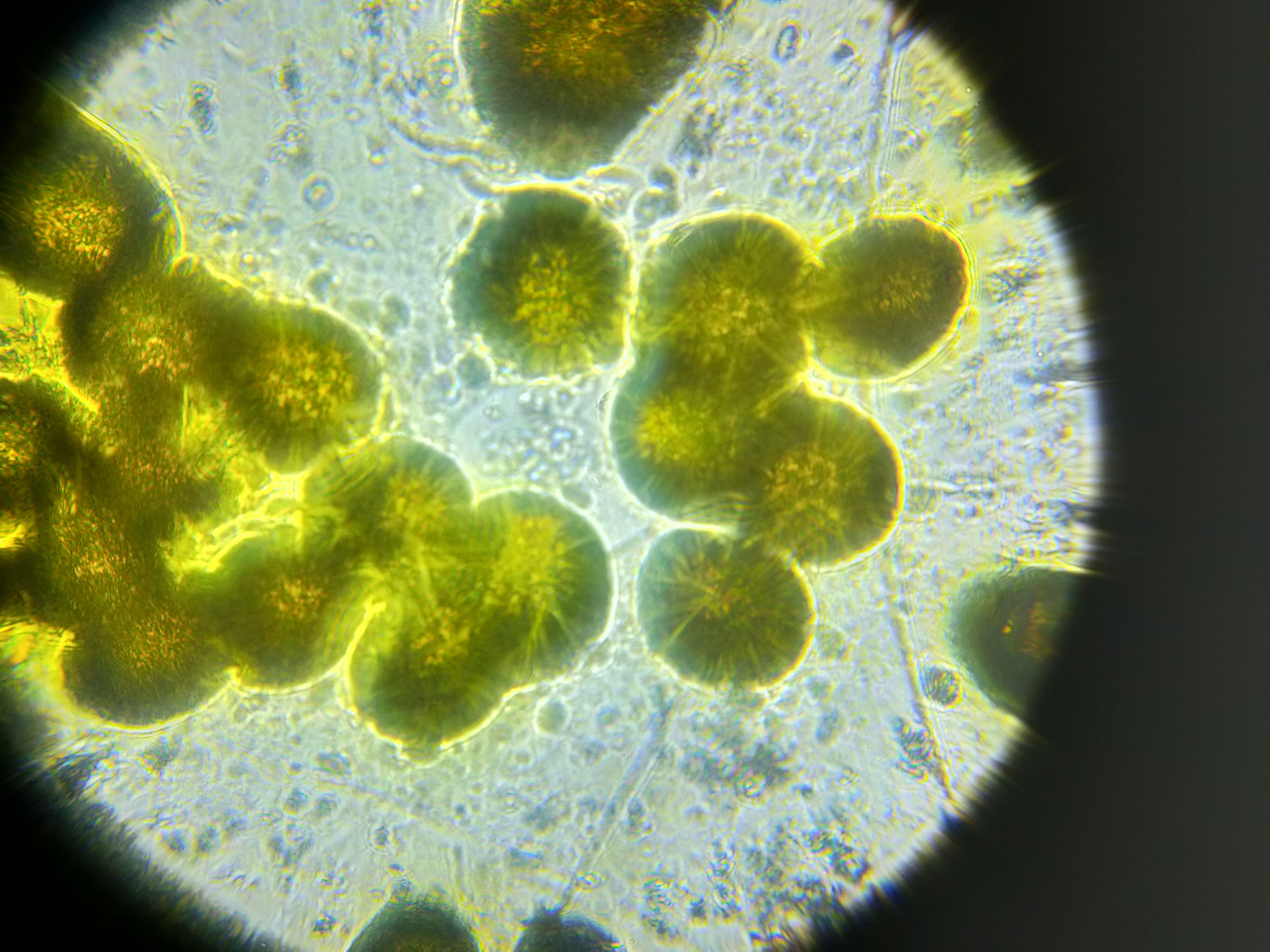 images%2F9NzR5uWlTeN4F0Z3W2nYRqp86262%2F30cn3bOMNtxe47K5AcMh%2F972e18f3-03a8-4c64-82cf-c67193fb5693.jpeg?alt=media&token=30ef2f07-5334-43d2-b5fe-7b9f59618e4e