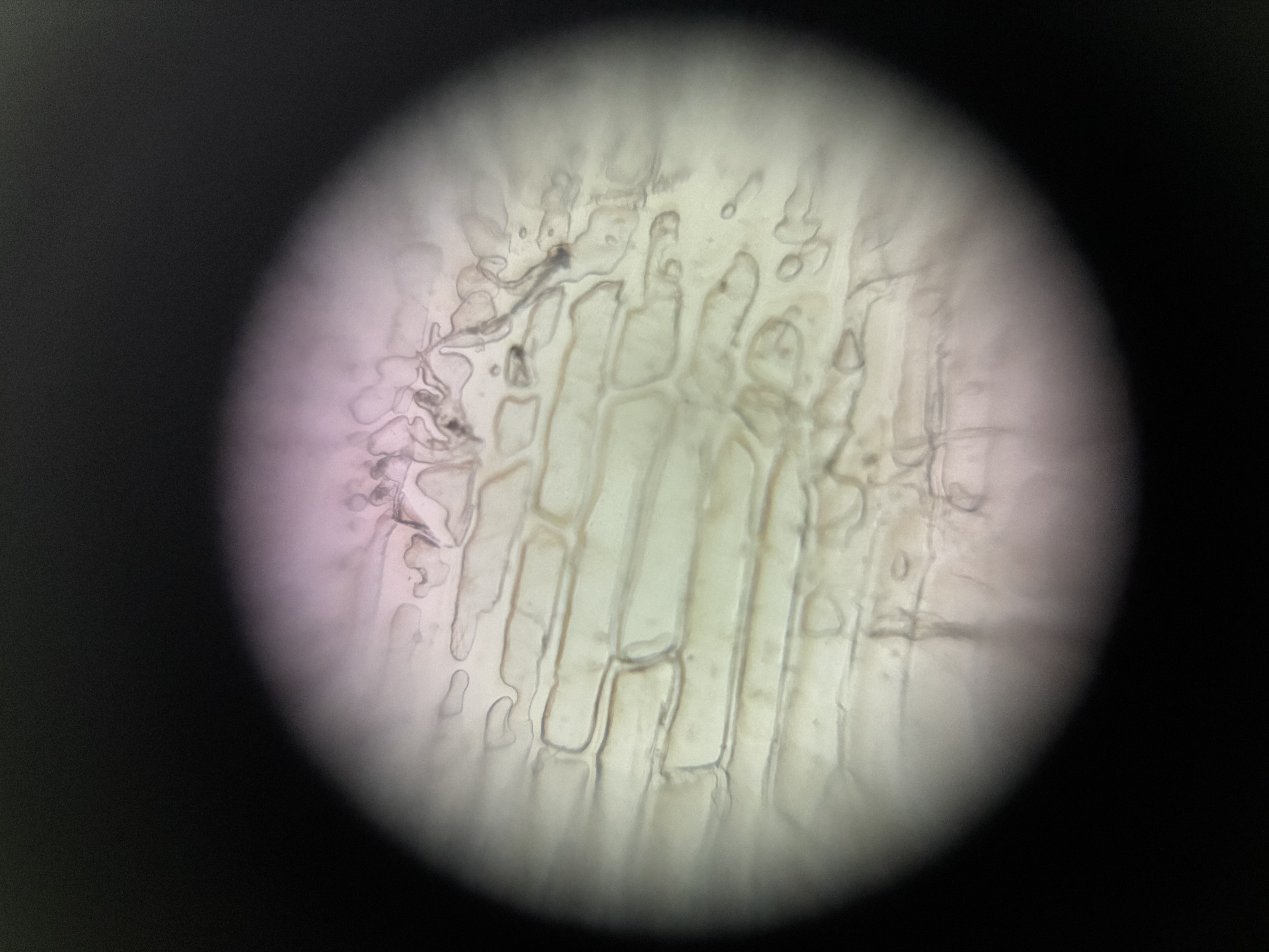 images%2FIoRpahcQJzgt7OU9b6EWYCfjG5s2%2FcZU3jSd0Vm6UPBomh3up%2F00406836-6796-4d57-9236-41883a22e894.jpg?alt=media&token=1c75322d-9631-48af-aacf-9f8cad91c168