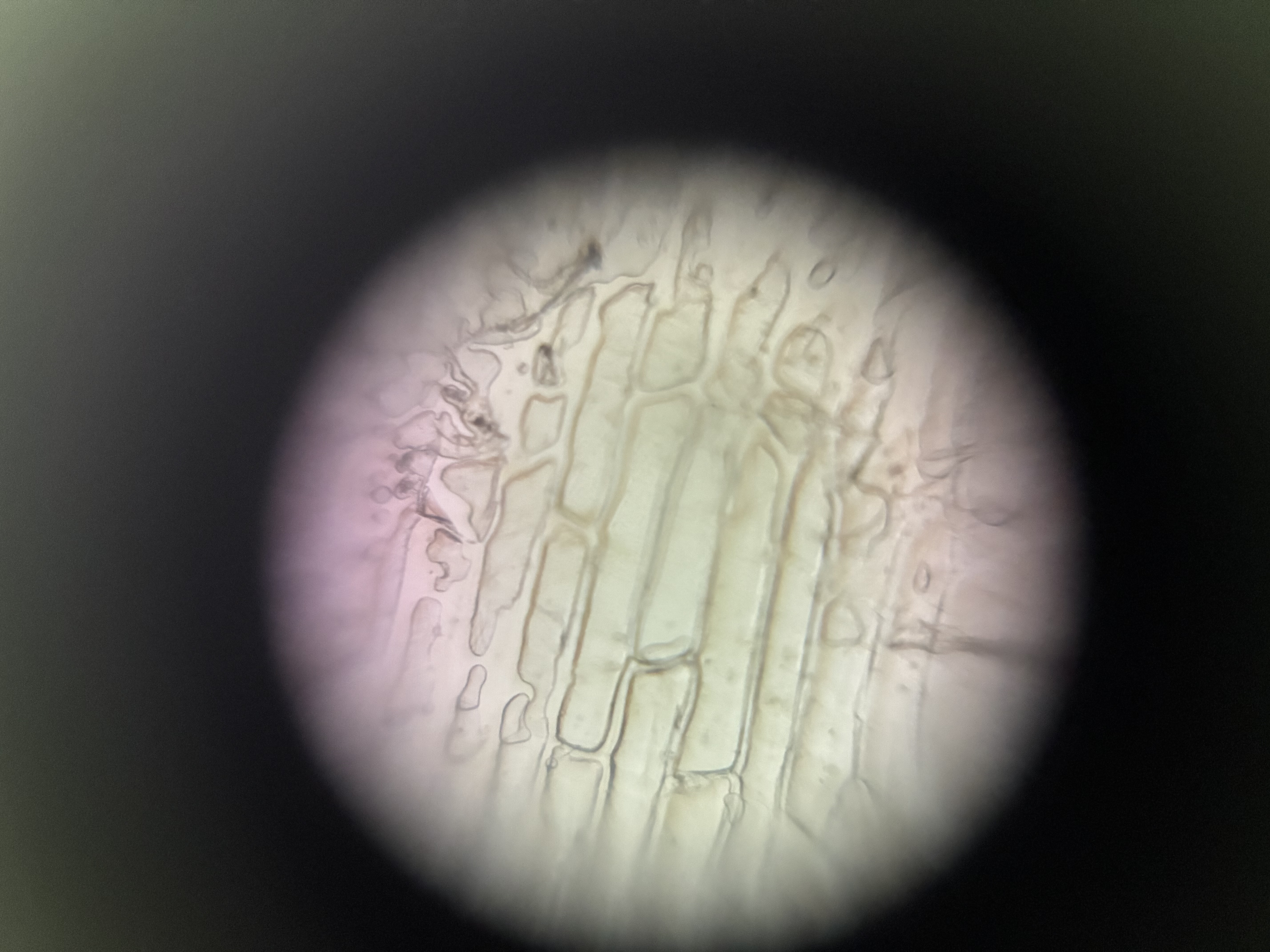 images%2FIoRpahcQJzgt7OU9b6EWYCfjG5s2%2FcZU3jSd0Vm6UPBomh3up%2F201235b8-5e2c-43d9-9753-70fdbf73db7c.jpg?alt=media&token=80ccb52e-9e95-4515-80a1-38796889221b