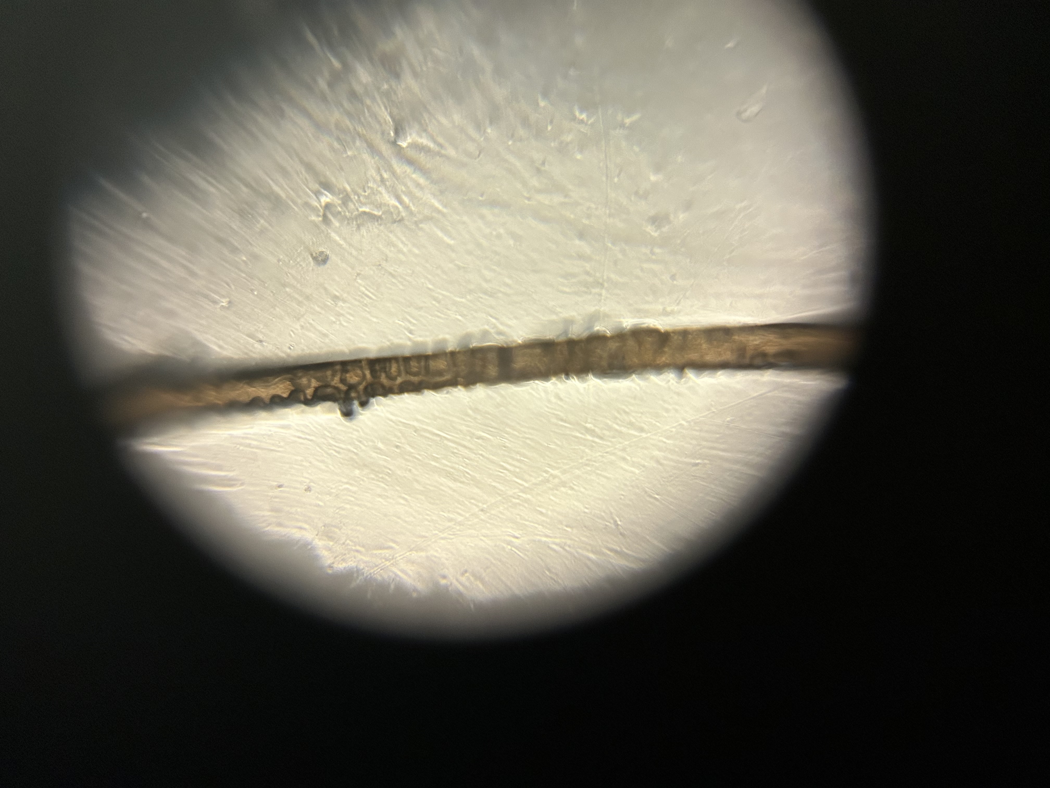 images%2FMQt2qRiK21adxZV5hGVEWTl3N9h1%2FZGfYrzLRzEJtQZlmruEa%2F25c6ae80-a5eb-42df-a4b1-6898cc0b1e5b.jpg?alt=media&token=5e371bcb-e314-4fd2-bb51-374358f48b01