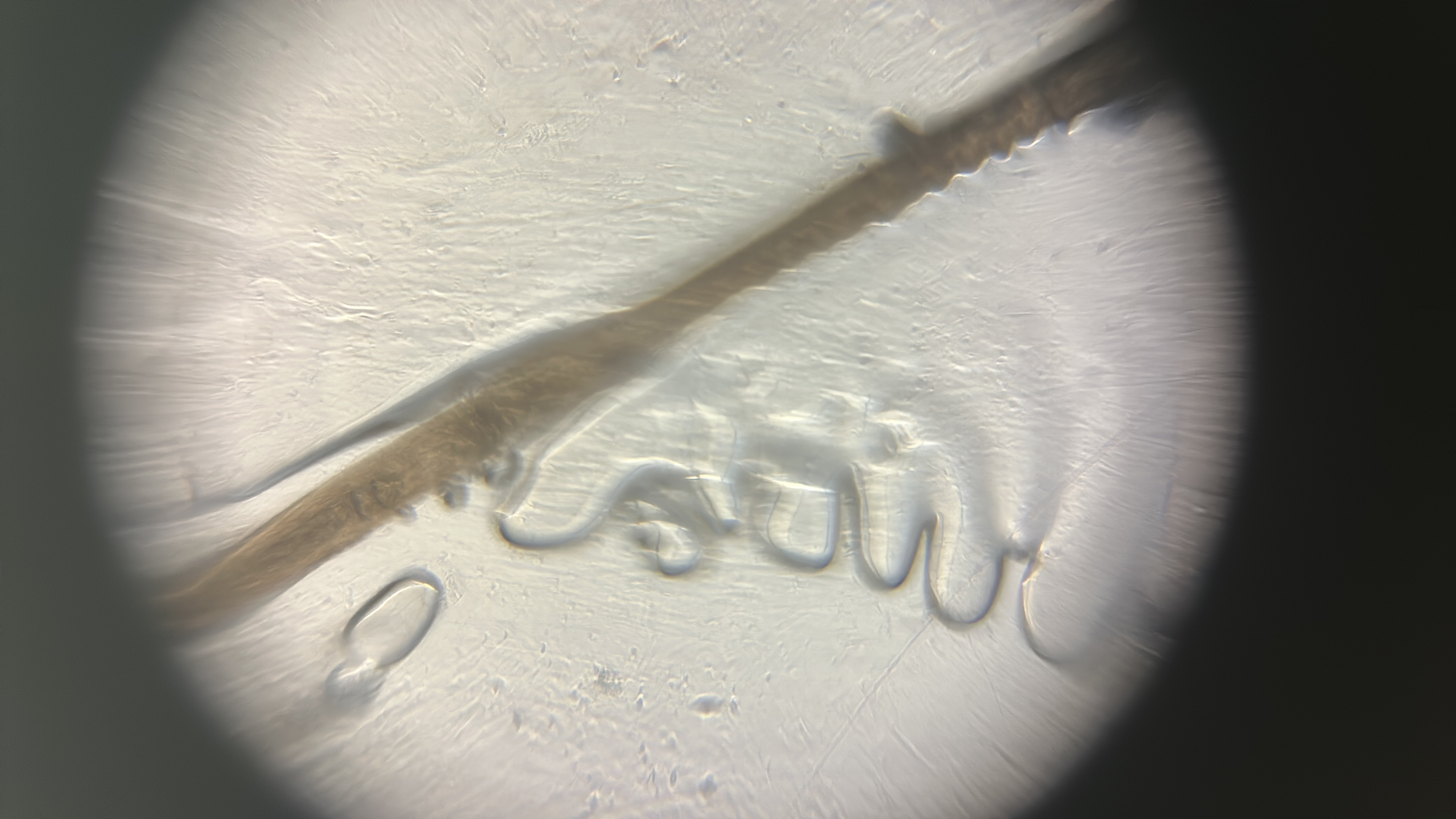 images%2FMQt2qRiK21adxZV5hGVEWTl3N9h1%2FZGfYrzLRzEJtQZlmruEa%2F56a12c77-f685-4437-9695-c32ad9c9057e.jpg?alt=media&token=ceccbaa0-773e-43d9-892e-3925b634f90b