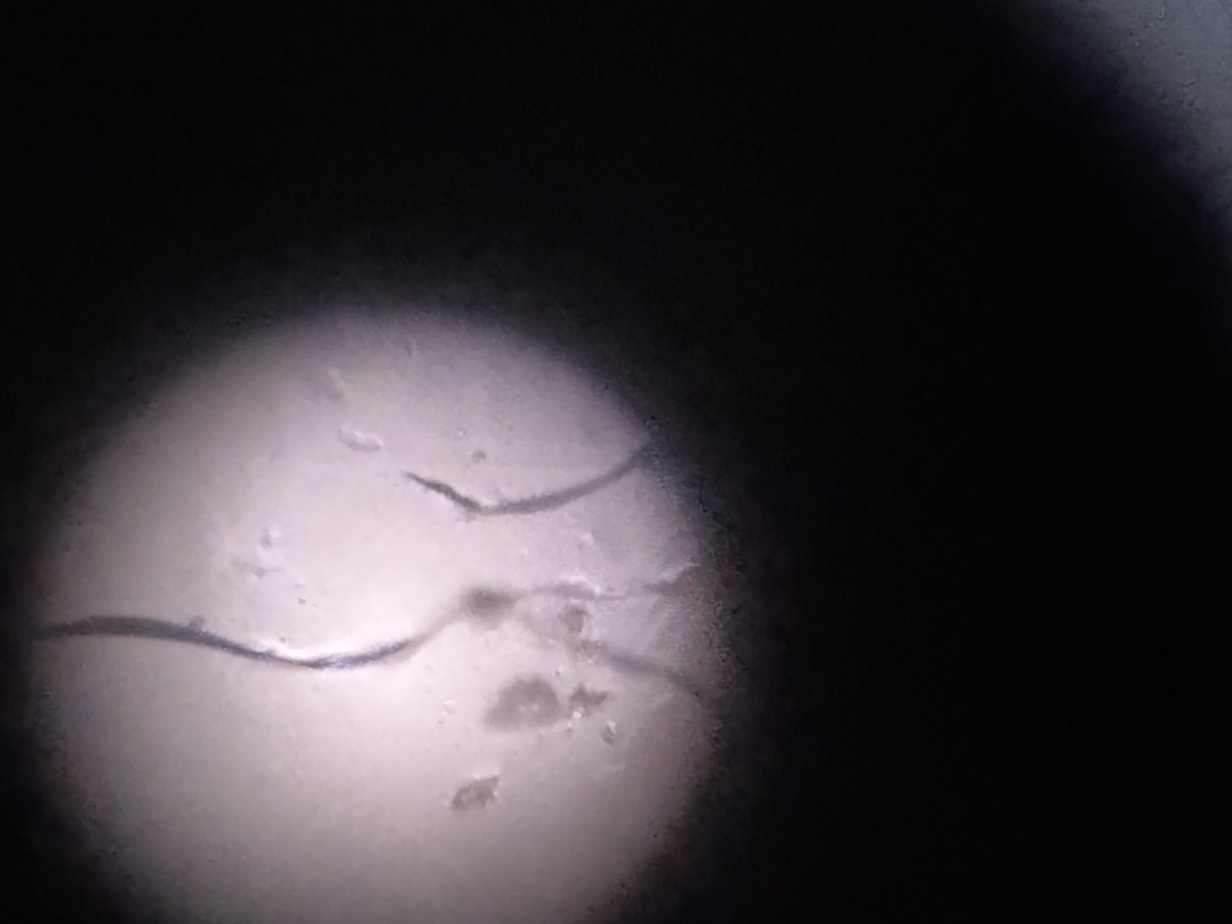 images%2FX8ZxDlmhWXV8W6PiidlUkCzkr7s1%2FOZe3Vi12vRERkdTXmqyq%2F5c2420da-bdc2-436f-9827-d32bca73bc22.jpg?alt=media&token=6e3979f8-e270-44ed-8121-7cab6a7b9dd3