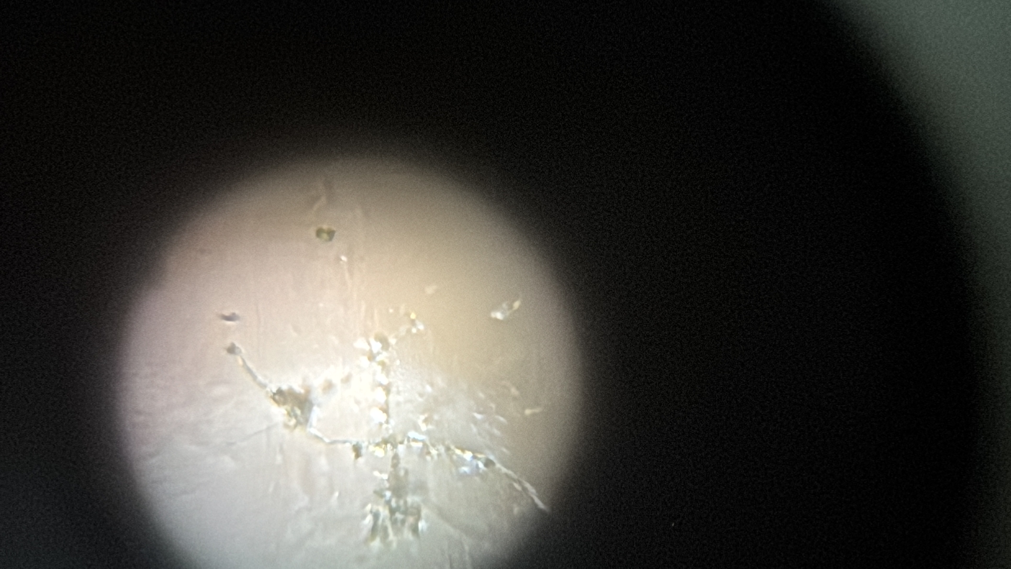 images%2FX8ZxDlmhWXV8W6PiidlUkCzkr7s1%2FQOFfrMABNezngpM2Lwbe%2Fe294cdfb-6166-42df-8380-93c40f5e8d9f.jpg?alt=media&token=7aff731f-8e38-4108-ac83-845365ffeaca