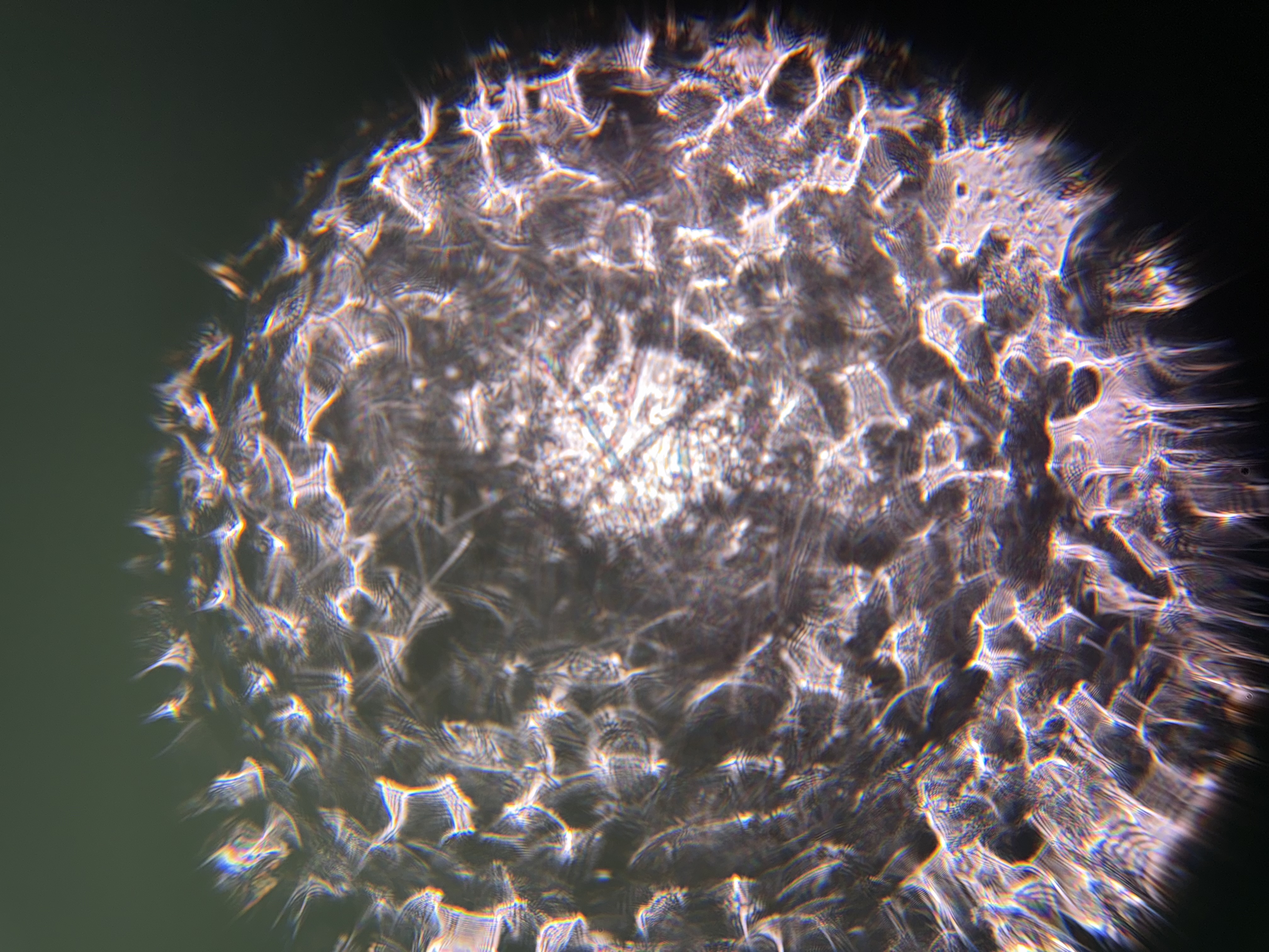 images%2FXbeCxlCSfKhITAB6x7XXvDRrhlF3%2FeiN8hODDfWREiFMzsGjp%2Fcc79c9d3-826d-4a24-90bd-a474c84584e0.jpg?alt=media&token=10992670-f6b0-4451-b5ae-cba77fa51568