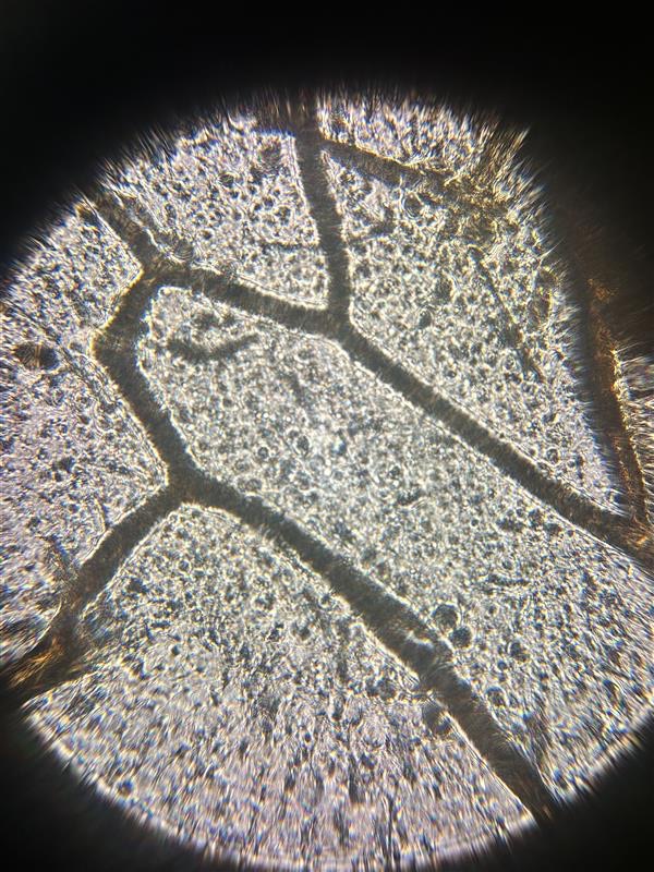 images%2FjFQq7zJbCmcqXxzgtGPUHEqaLVB2%2FLl3z1mJIW9g0TUWoGfA3%2Fe067ca2c-9a5f-4e80-bbc2-96e5f4249a95.jpg?alt=media&token=259e0a4f-fc26-4bac-be00-78a30a1972bf