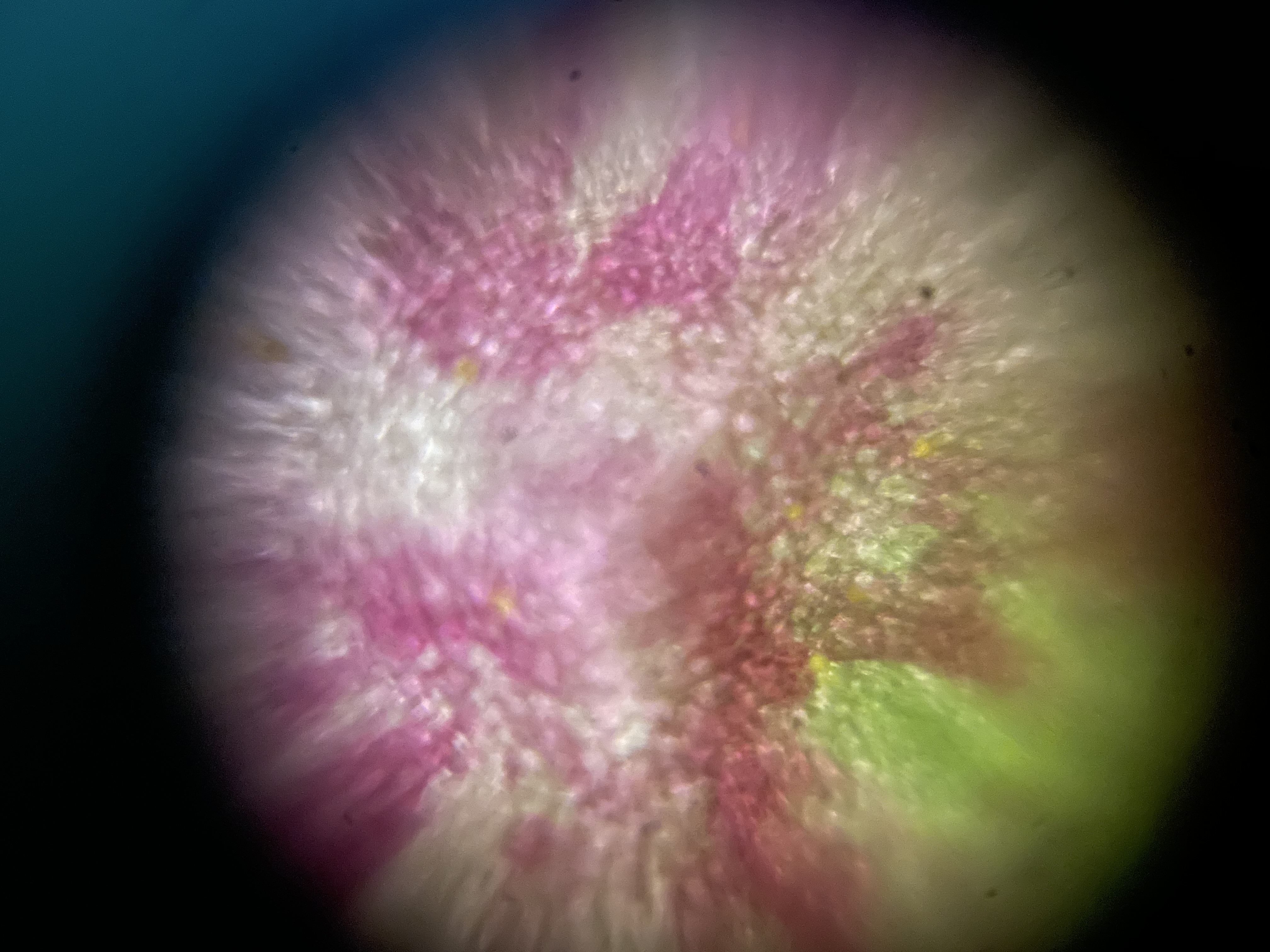 images%2FwB6JAll6nuM0knXG7oVhnm9A8T72%2FrnMvY38SGLDLzNKFoGwH%2F9e2cfc00-bf23-4383-a56a-b54722ff5448.jpg?alt=media&token=43236d5b-dc4e-4289-b38f-84df3821e14e