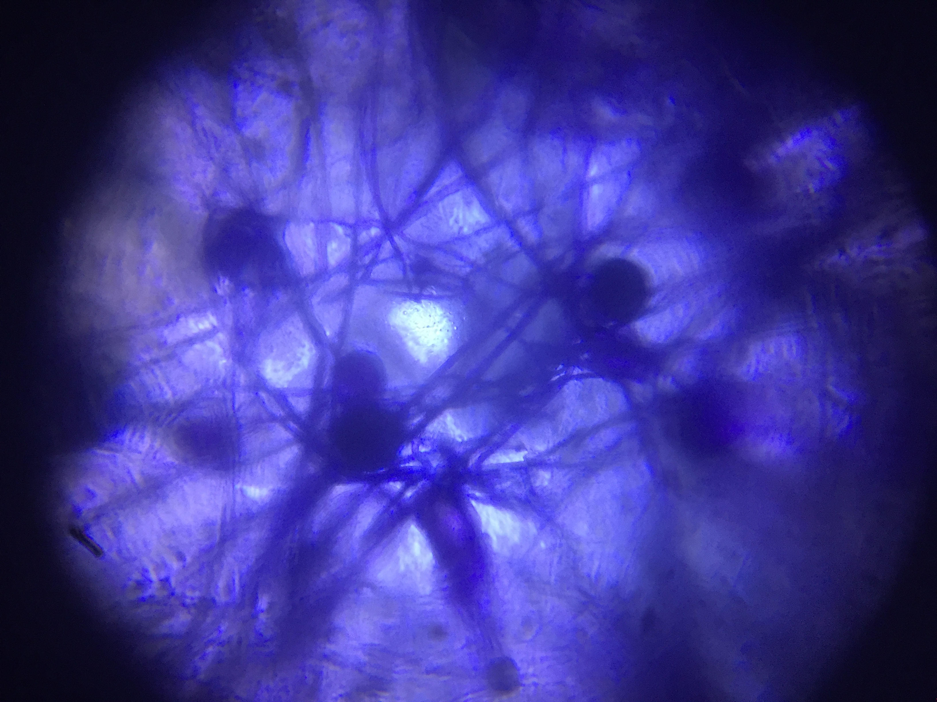 post_media%2F017CC22L3ZbN0pE6BTyzQiON2AG2%2FaSz1CNPWjGiEUSheMgMO%2F0thcngnj1m_IMG_2128.JPG?alt=media&token=1d9fbe95-21fa-46c5-a5b1-34455cf45169