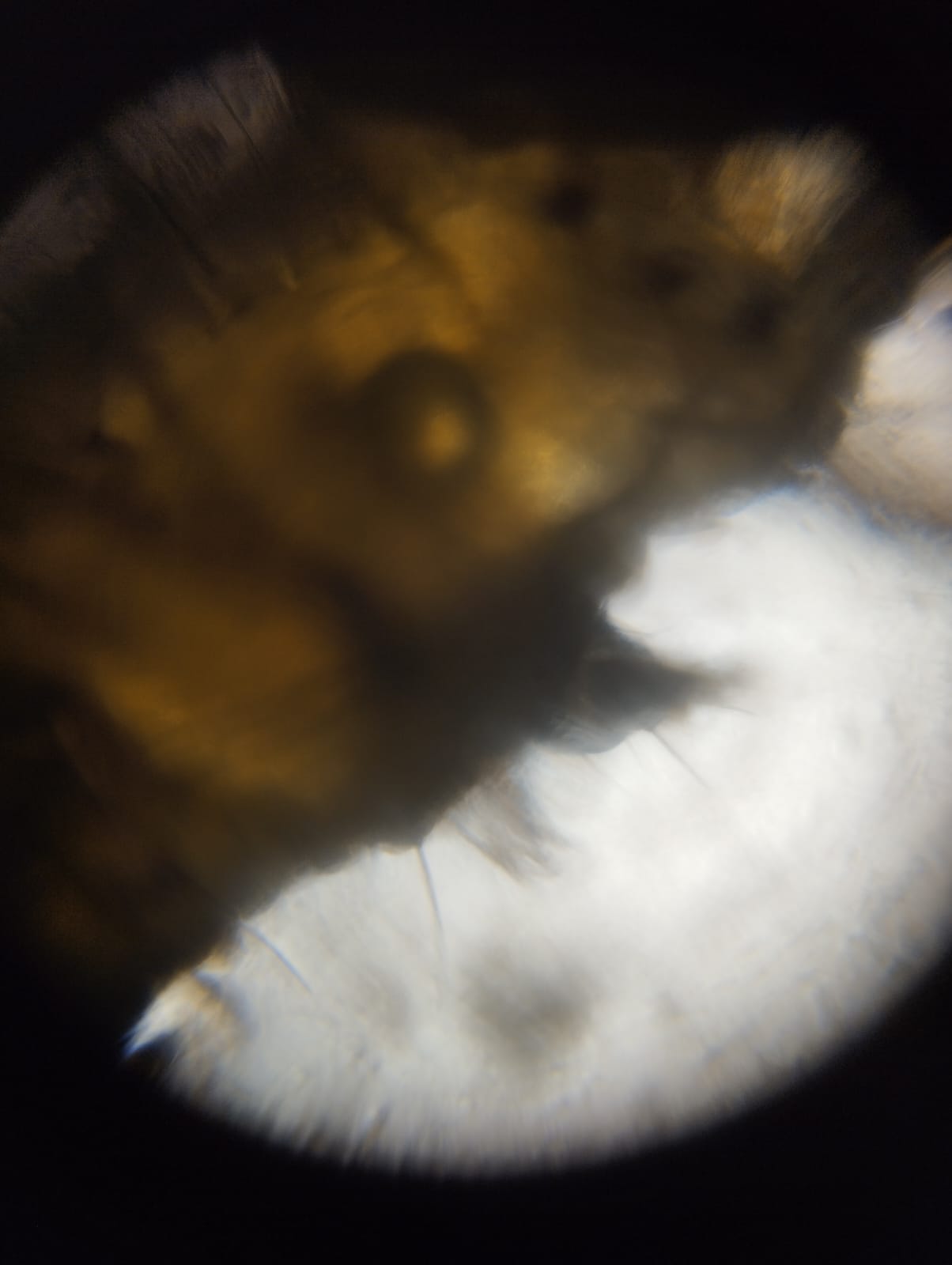 post_media%2F13283%2F8jIyNKQOi8tNthjHMLa1%2Fs745isz2tw_WhatsApp%20Image%202024-12-13%20at%208.36.17%20PM.jpeg?alt=media&token=451e9721-a421-4093-9969-beecd1f0ac6a