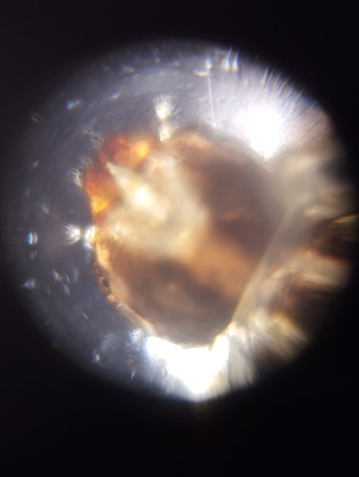 post_media%2F13283%2F8jIyNKQOi8tNthjHMLa1%2Fuwagqzo0cv_WhatsApp%20Image%202024-12-13%20at%208.36.13%20PM.jpeg?alt=media&token=7543df36-3aa7-4505-87a0-d6677141845c