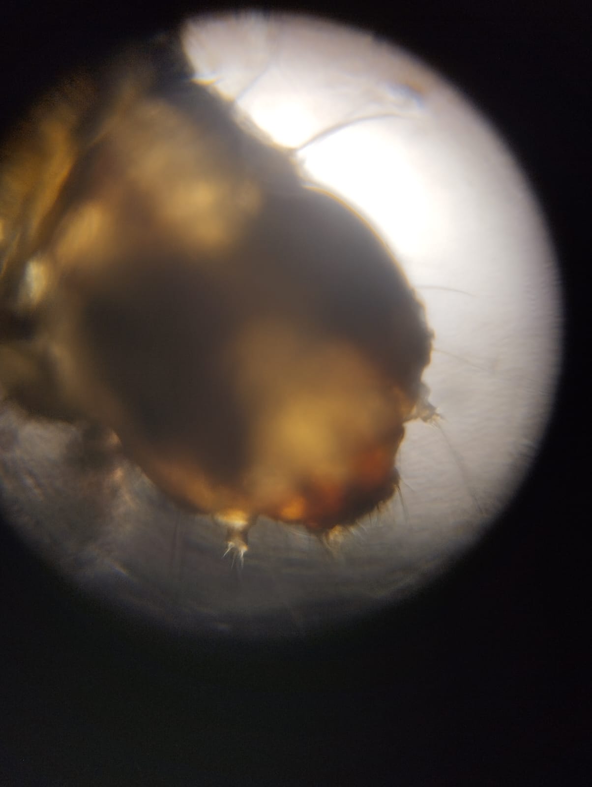 post_media%2F13283%2F8jIyNKQOi8tNthjHMLa1%2Fzayozsmc1k_WhatsApp%20Image%202024-12-13%20at%208.36.14%20PM.jpeg?alt=media&token=48d6c1a3-b6d6-41aa-9886-2bb9bdd7b280