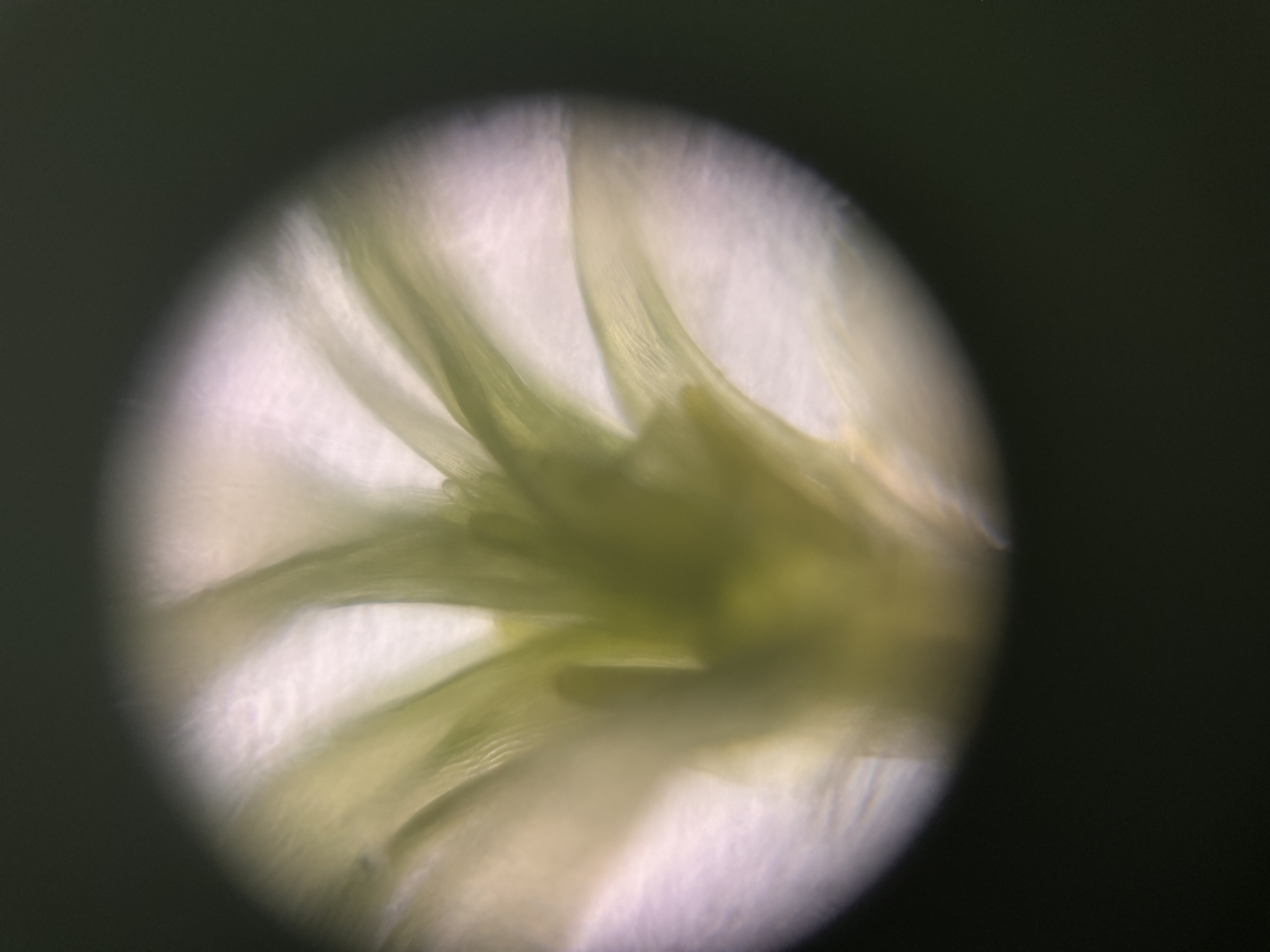 post_media%2F4SsNqxnlIvR5WtM727uuLmKPTJE3%2Fnopid%2Fga3wjg2nmh_IMG_3049.jpeg?alt=media&token=2ae51a4a-31de-4d26-8854-6317ca0ccd37