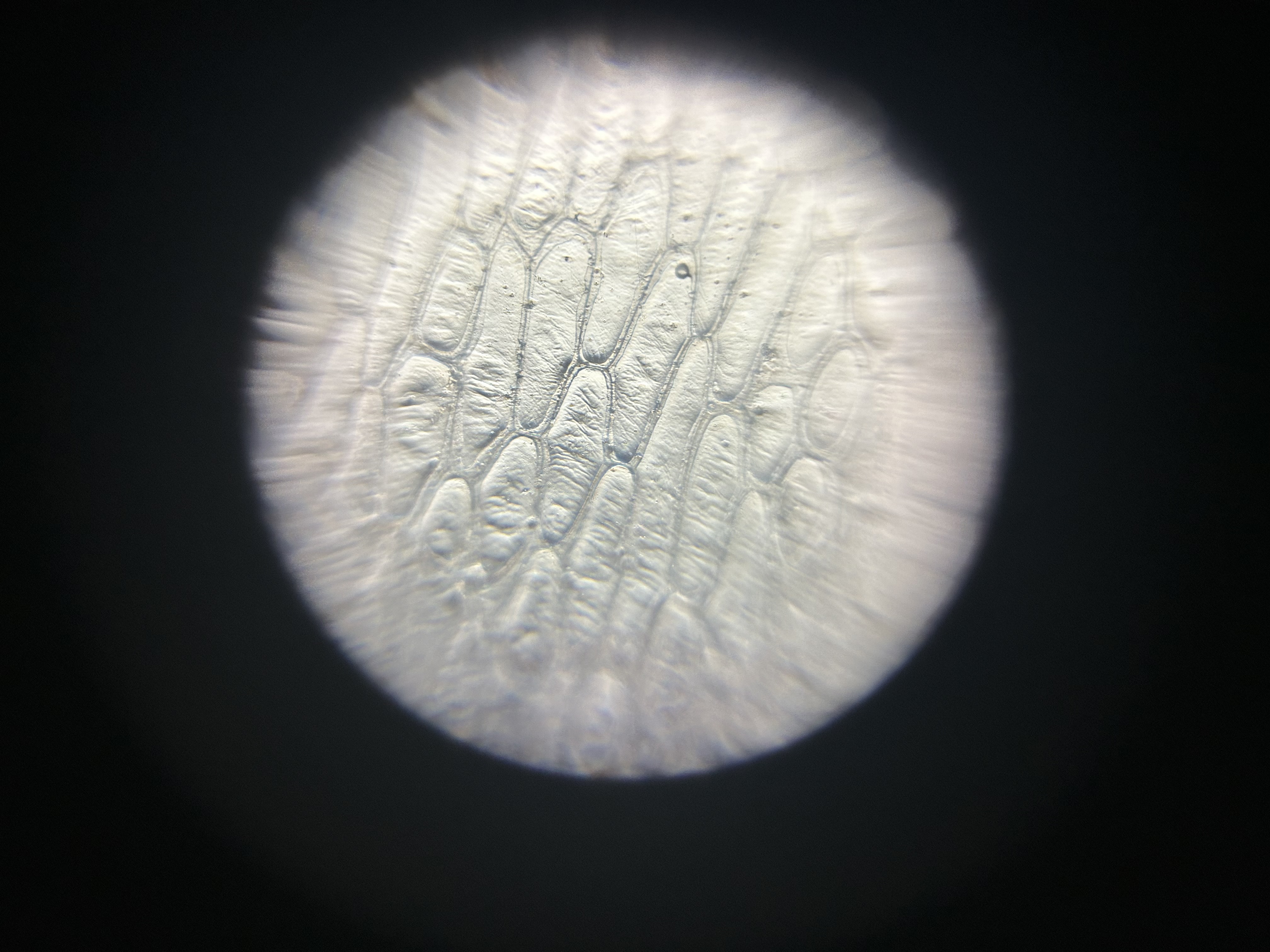 post_media%2F51dVb7kKksYgExdlWK4ZTlO5Fqv2%2FDissxMj3a4nrmvfJ5w56%2Fdjwwqdmq4b_onion%20cells.jpeg?alt=media&token=8c930b38-b34f-416e-a9e5-bc111bd2ba4b