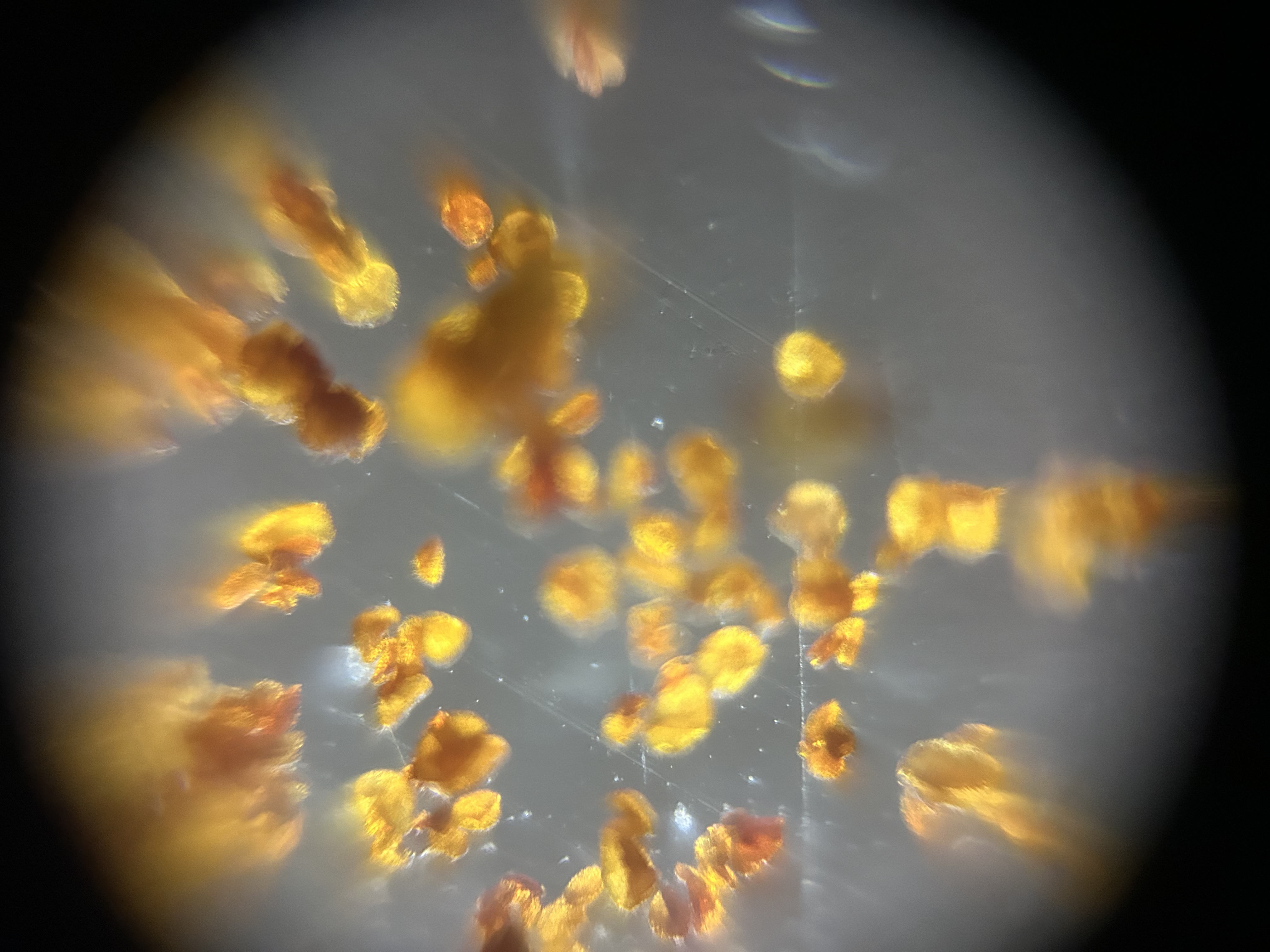 post_media%2F51dVb7kKksYgExdlWK4ZTlO5Fqv2%2Fnopid%2Fda2t2fa7f5_pollen%20lots.jpeg?alt=media&token=4c35a9da-f0c4-488b-9aac-6f538a8d7038