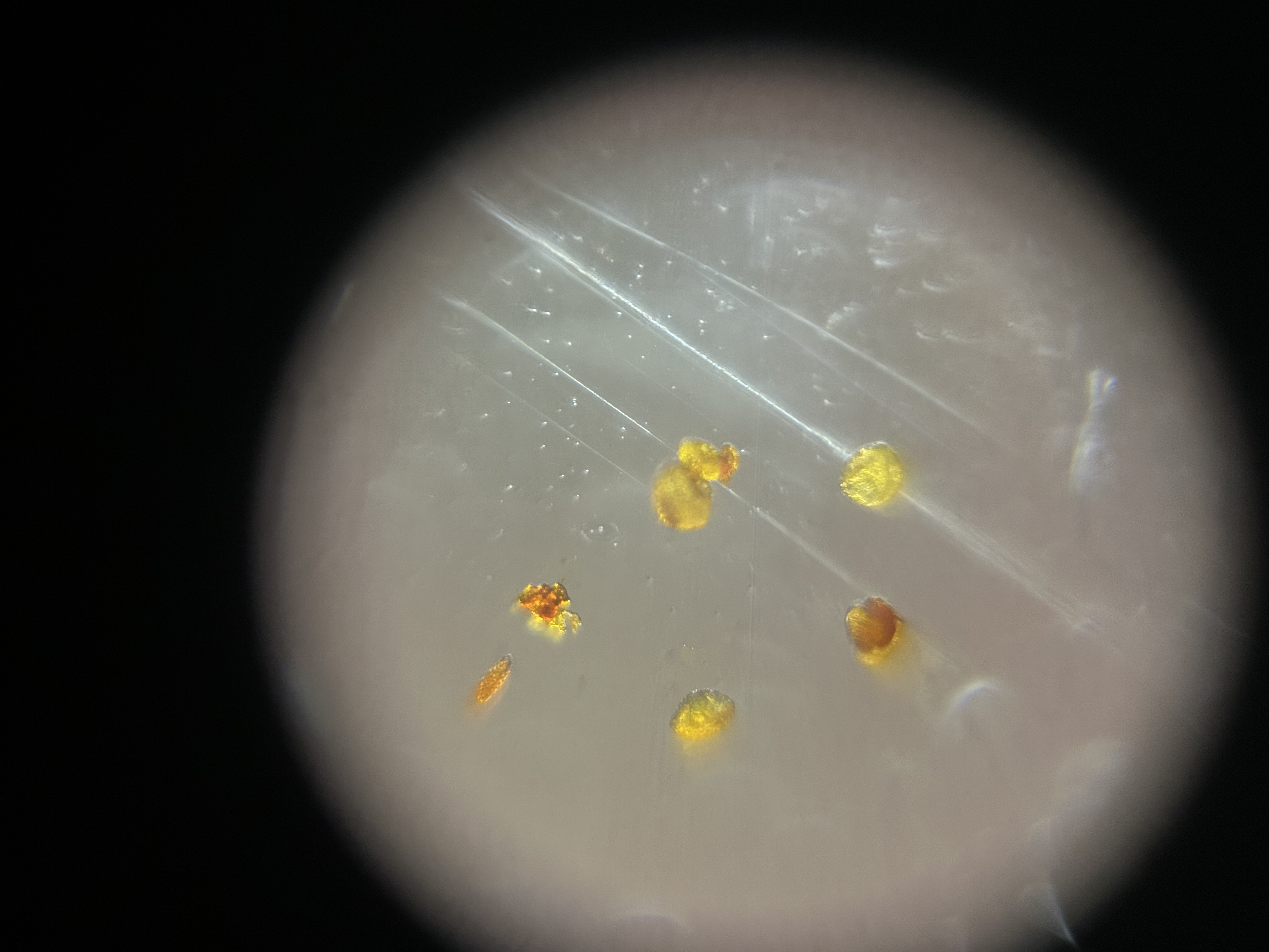 post_media%2F51dVb7kKksYgExdlWK4ZTlO5Fqv2%2Fnopid%2Fq935c9ptix_spore%20little.jpeg?alt=media&token=fb0575ce-03c7-4884-adac-05b2eed59f25