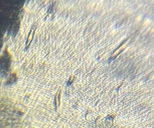 post_media%2F5k6WZbVUKUfKnmVnClqozYAwYFy2%2FJhqSKPmnc8dXrYT1NOtC%2Ffhr4w7bubd_IMG_7488%20zoom%20od%20individual%20cell.jpeg?alt=media&token=36dc844a-db26-4f50-909d-b38adbd57e79