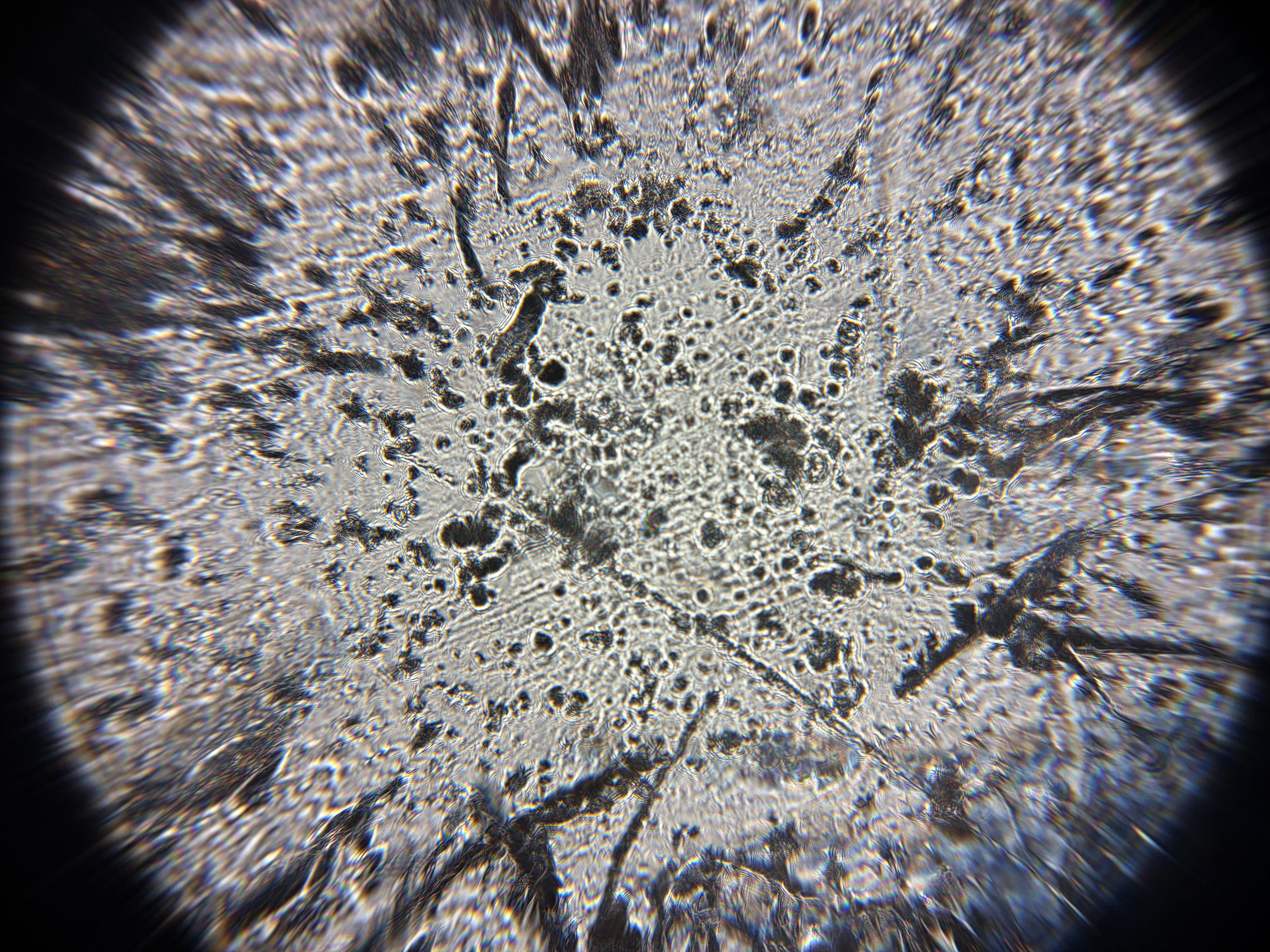 post_media%2F8zwFauxfdMONJS4hNkLMb4OmNF92%2Fnopid%2Fvzqdq3gdly_IMG_4747.JPG?alt=media&token=93cf6610-27d5-44be-bc33-6fed86fae199