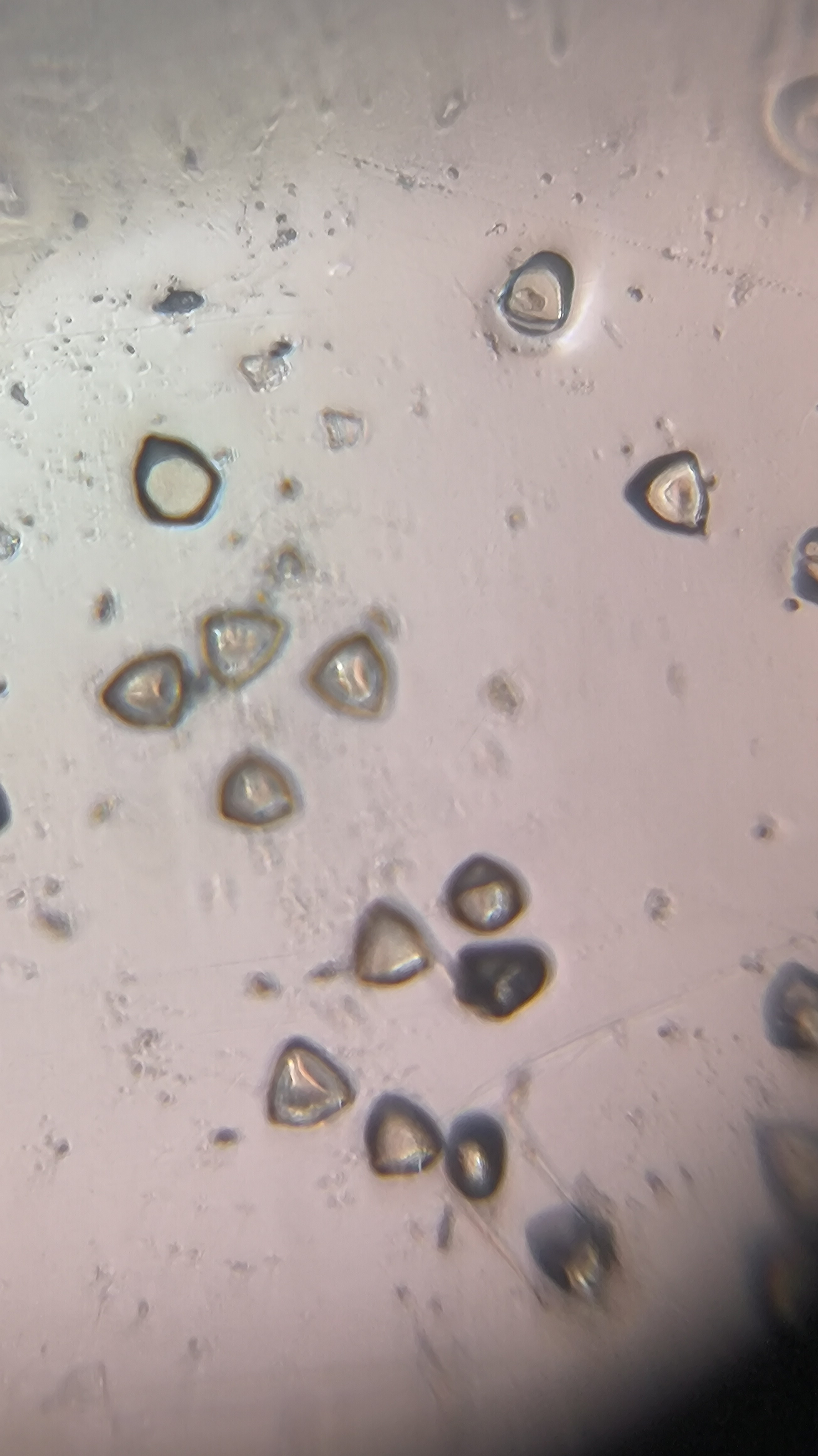 post_media%2F904%2Fnopid%2Fzjrvbxut7p_IMG_20260403_150243.jpg?alt=media&token=52fbd579-c657-437c-bffb-937a9d131106