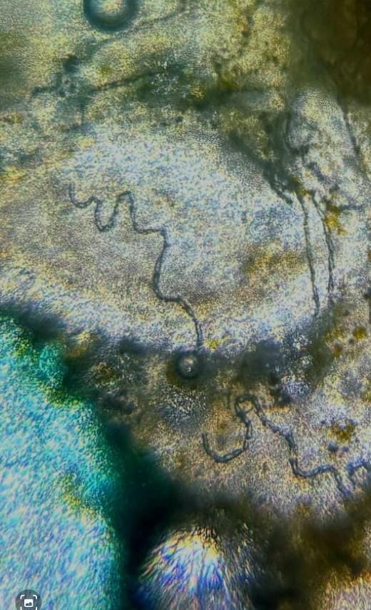 post_media%2F906%2Fnopid%2F5c0lkzrlvm_WhatsApp%20Image%202025-05-02%20at%204.29.54%20PM.jpeg?alt=media&token=9d73a211-4690-4257-8541-a526404ff8dd