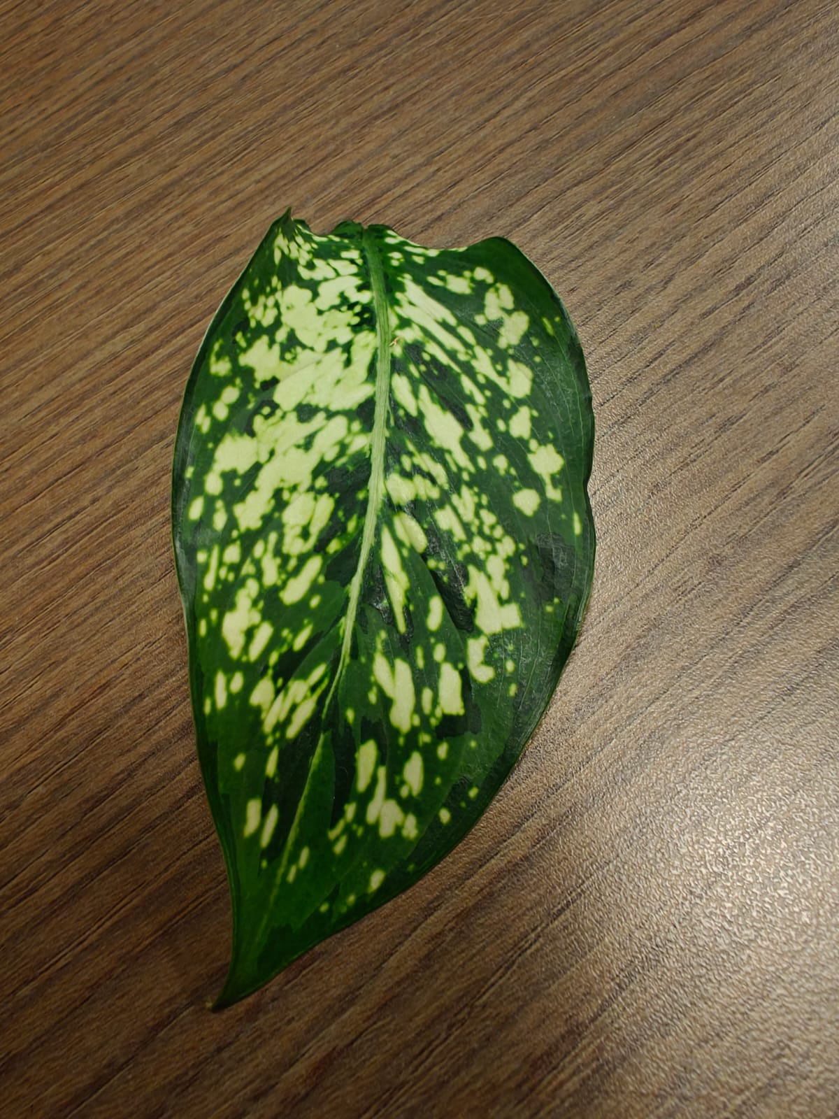 post_media%2FBSZYKaK87HRvgGRpqnpAY4ZuL4J2%2Fnopid%2Fv70m19nnx5_WhatsApp%20Image%202026-04-25%20at%2014.05.29.jpeg?alt=media&token=c25f42b2-7685-4616-bc3f-7c8dc95f3434