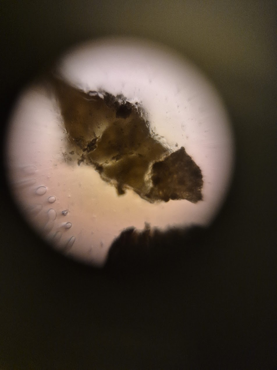 post_media%2FCBK0QhKb2pfcfuAk3vzL1qksuEv2%2F1AvsxlFE0kXiId2w9Atv%2F5tzwymgqzd_foldscope_tobacco.jpg?alt=media&token=fd934646-9127-478b-8476-3d6a25c6ebb5