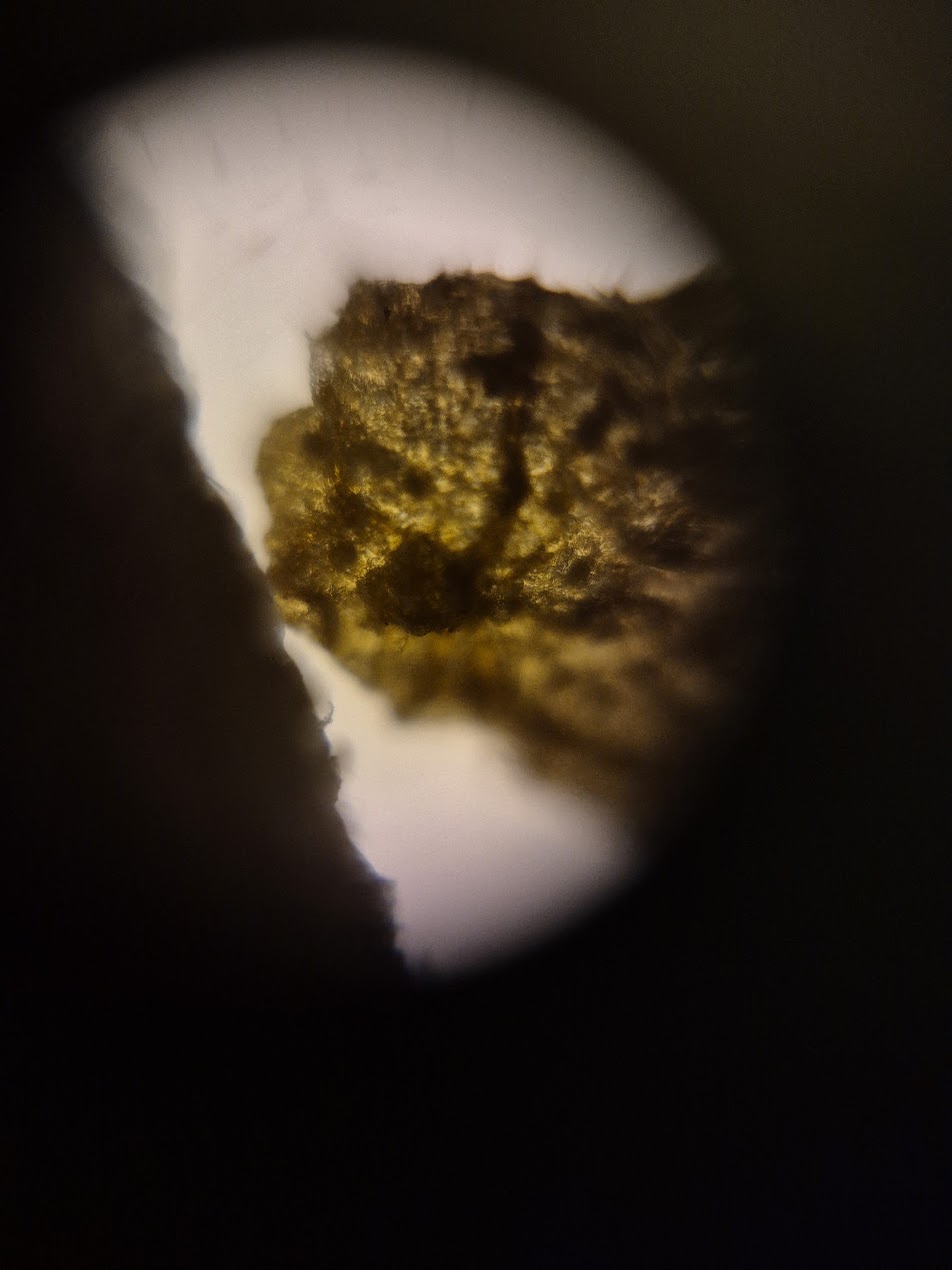 post_media%2FCBK0QhKb2pfcfuAk3vzL1qksuEv2%2F1AvsxlFE0kXiId2w9Atv%2Fnfw50n330a_foldscope_tobacco1.jpg?alt=media&token=4ad152fd-c674-4225-b6c4-98dc451cb6d6