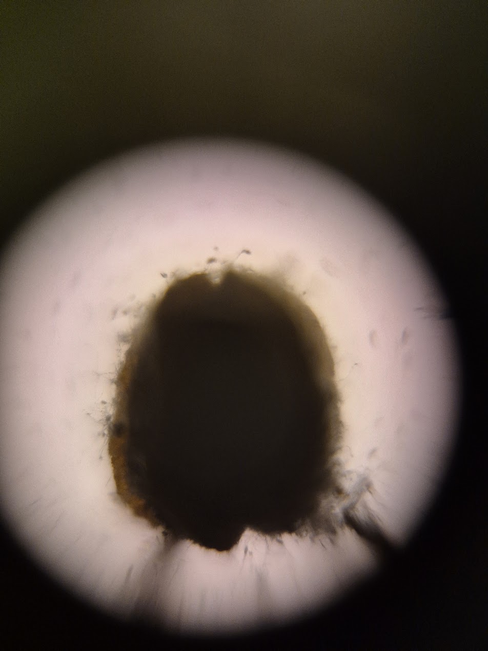 post_media%2FCBK0QhKb2pfcfuAk3vzL1qksuEv2%2Fnopid%2F1zwj7tts0g_foldscope_pommegranate1.jpg?alt=media&token=8d0dfa80-867a-4d99-9108-b1e6cad63e32