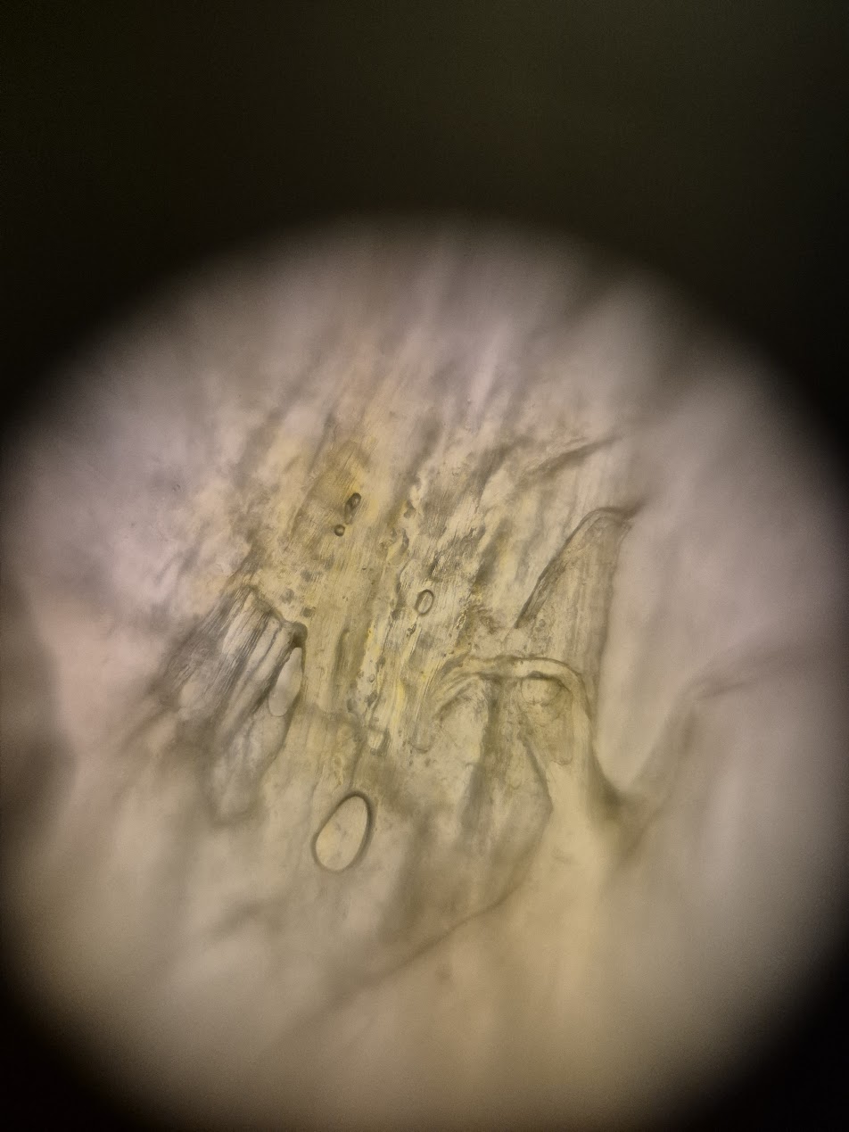 post_media%2FCBK0QhKb2pfcfuAk3vzL1qksuEv2%2Fnopid%2F4r35gdhp7s_foldscope_mango1.jpg?alt=media&token=aa58d8a1-3280-41a1-ae30-3d63a295a7fe