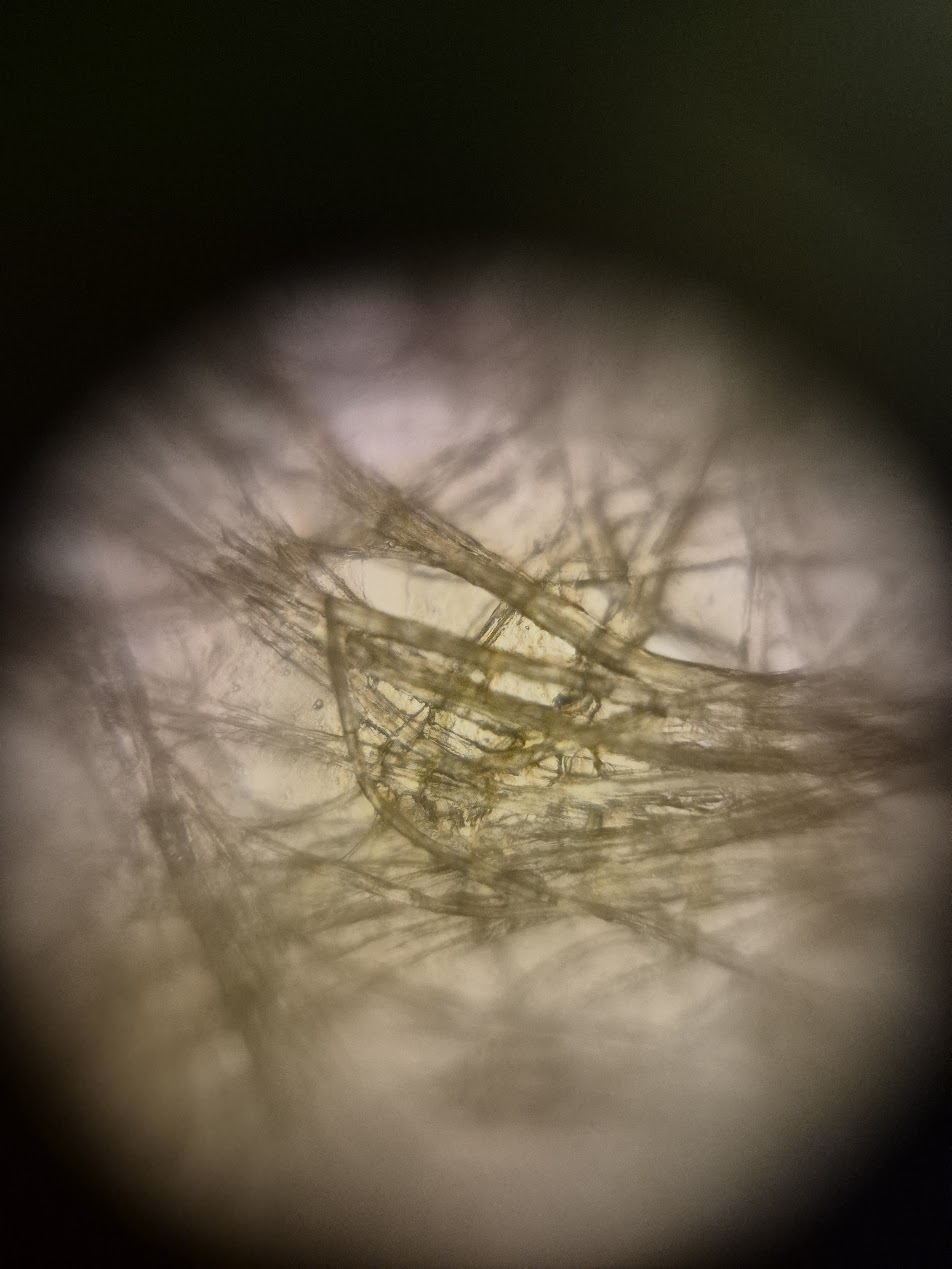 post_media%2FCBK0QhKb2pfcfuAk3vzL1qksuEv2%2Fnopid%2F6xq6sbu3w1_foldscope_mango.jpg?alt=media&token=7ca2c3f0-baee-42d6-8425-17b7c3180b6a