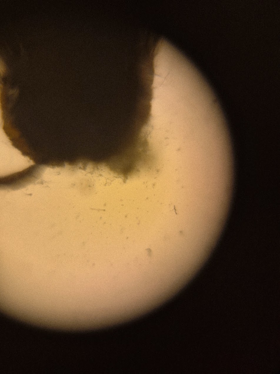 post_media%2FCBK0QhKb2pfcfuAk3vzL1qksuEv2%2Fnopid%2Fv0rkgfmpf0_foldscope_pommegranate.jpg?alt=media&token=ee215433-f0b5-45a9-b3f1-9b9d70053d5f