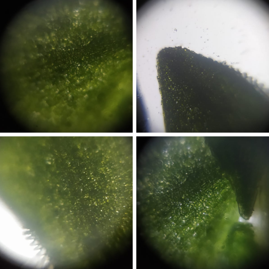 post_media%2FHpJLwfCcFnQIxtU0gHKeWmlrq4y2%2F0vnyuxVayWVylReEmmaa%2Fga6mqtaw5d_sellaginela.png?alt=media&token=86af5bd3-4da3-4400-ba39-2d4d0882549c