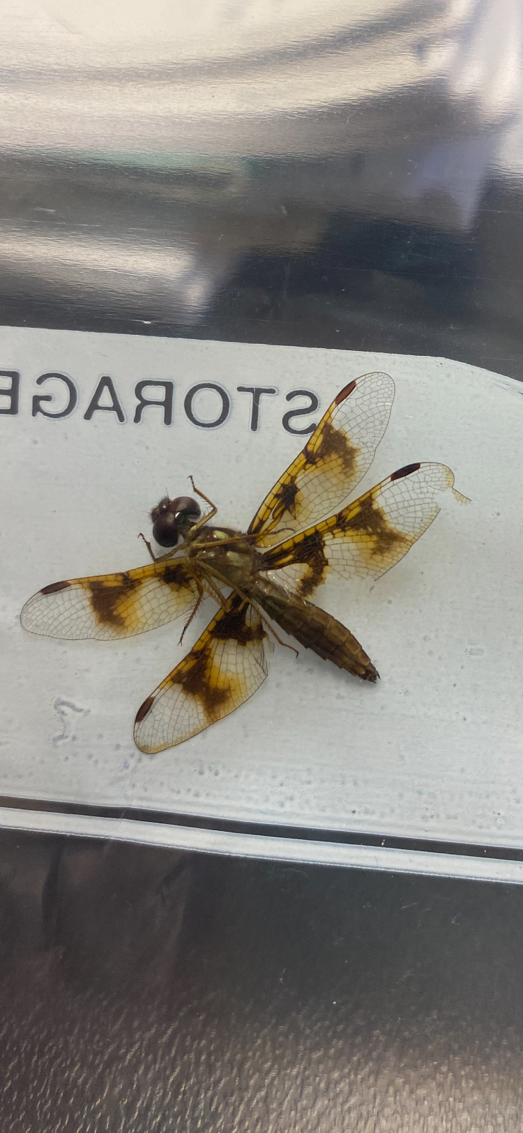 post_media%2FK2nfFGmEk9gf2WSVhaSM01jp6Fs1%2Fnopid%2F22ewzldkq9_DF%20Pic%201.jpeg?alt=media&token=f8f622ab-ce0a-4e35-864b-5c1bd18e3a67