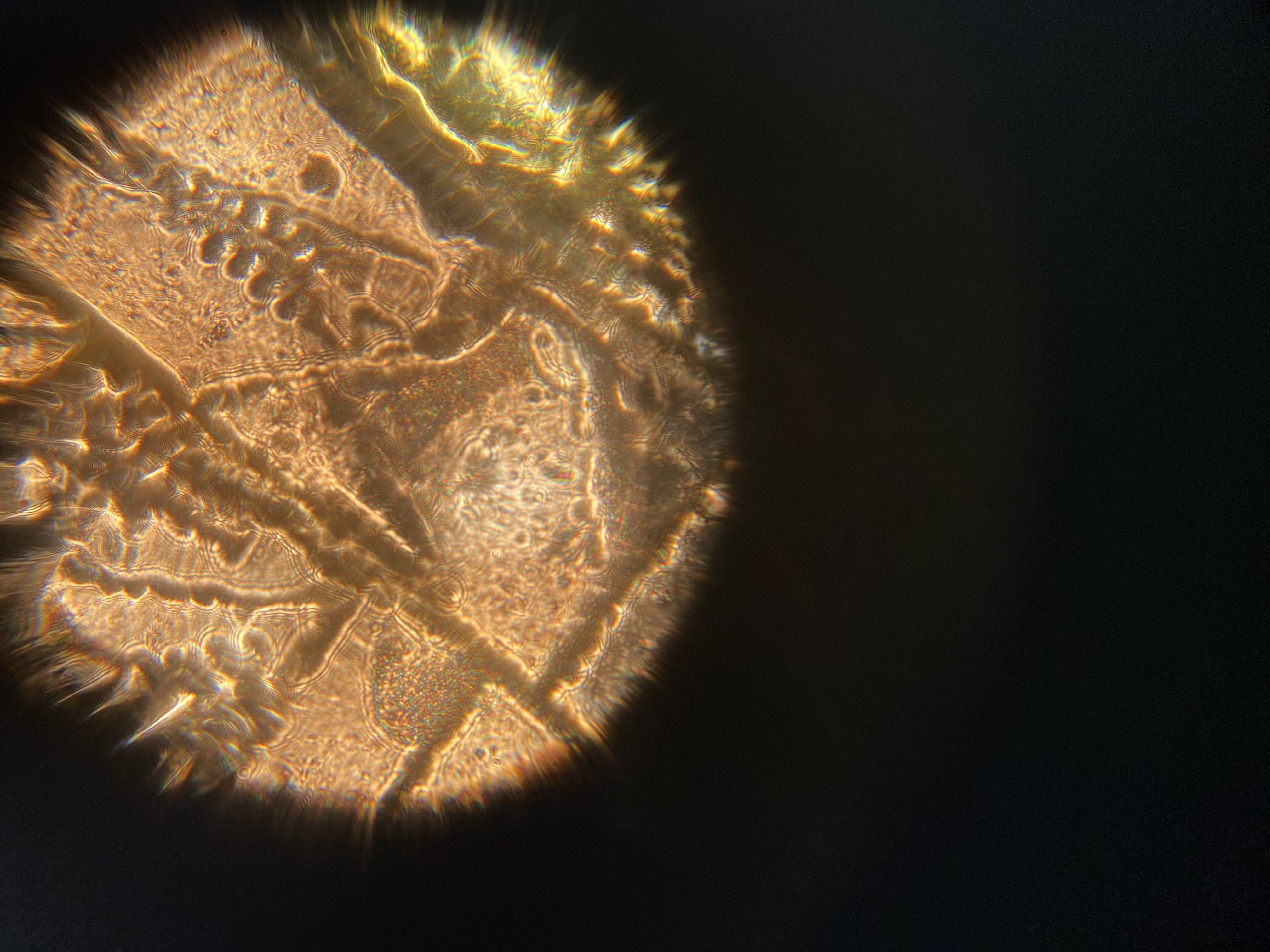 post_media%2FK2nfFGmEk9gf2WSVhaSM01jp6Fs1%2Fnopid%2Fpbm9zfjt1g_DF%20Pic%206%20Outside%20Light.jpeg?alt=media&token=a3e7ce7d-3def-4f34-bf56-f71e3f166f94