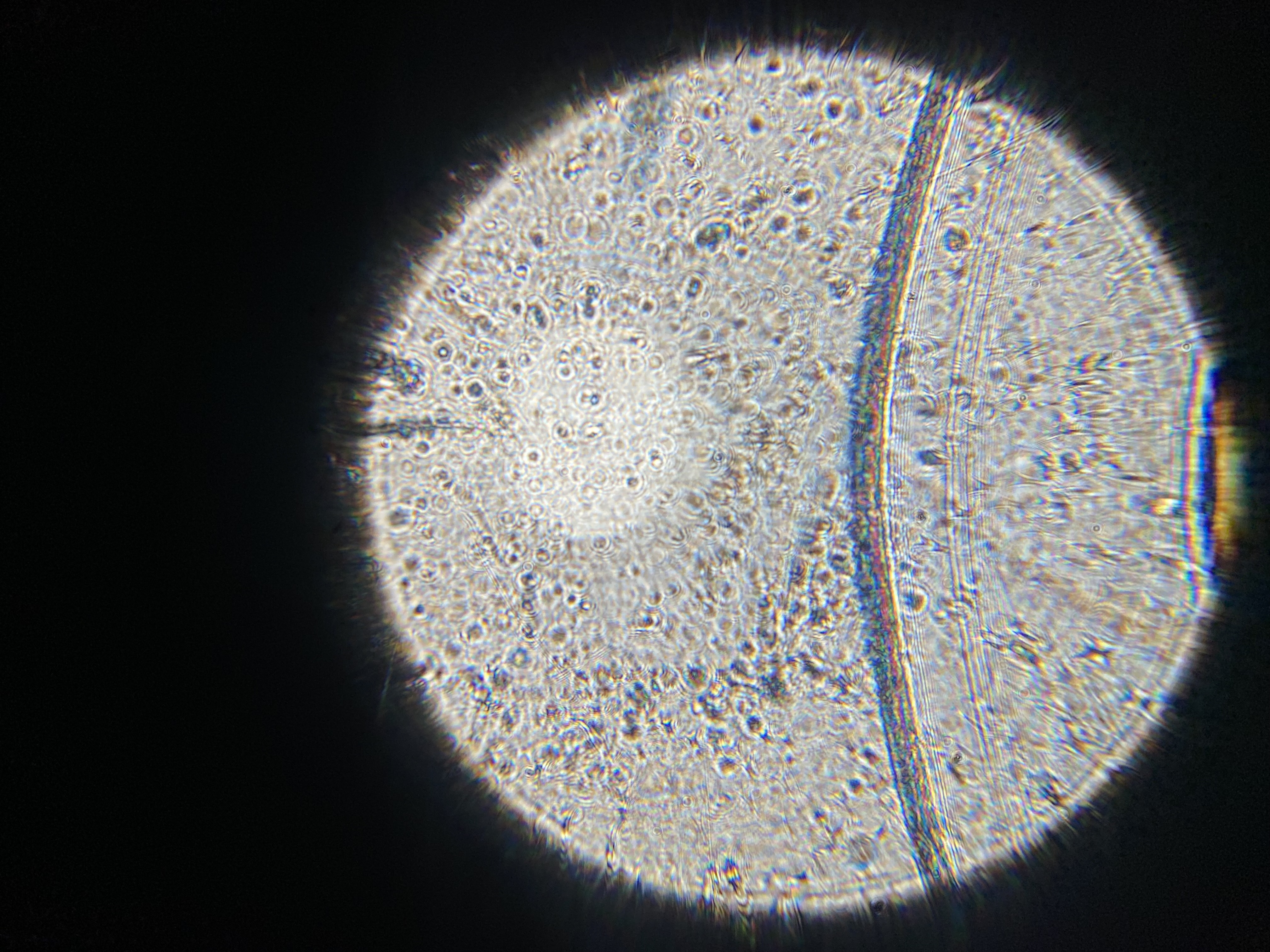 post_media%2FK2nfFGmEk9gf2WSVhaSM01jp6Fs1%2Fnopid%2Fqm4jquxa4y_Honey%20Pic%202.jpg?alt=media&token=6562657d-7af9-4913-9585-6dd1a8cd6201